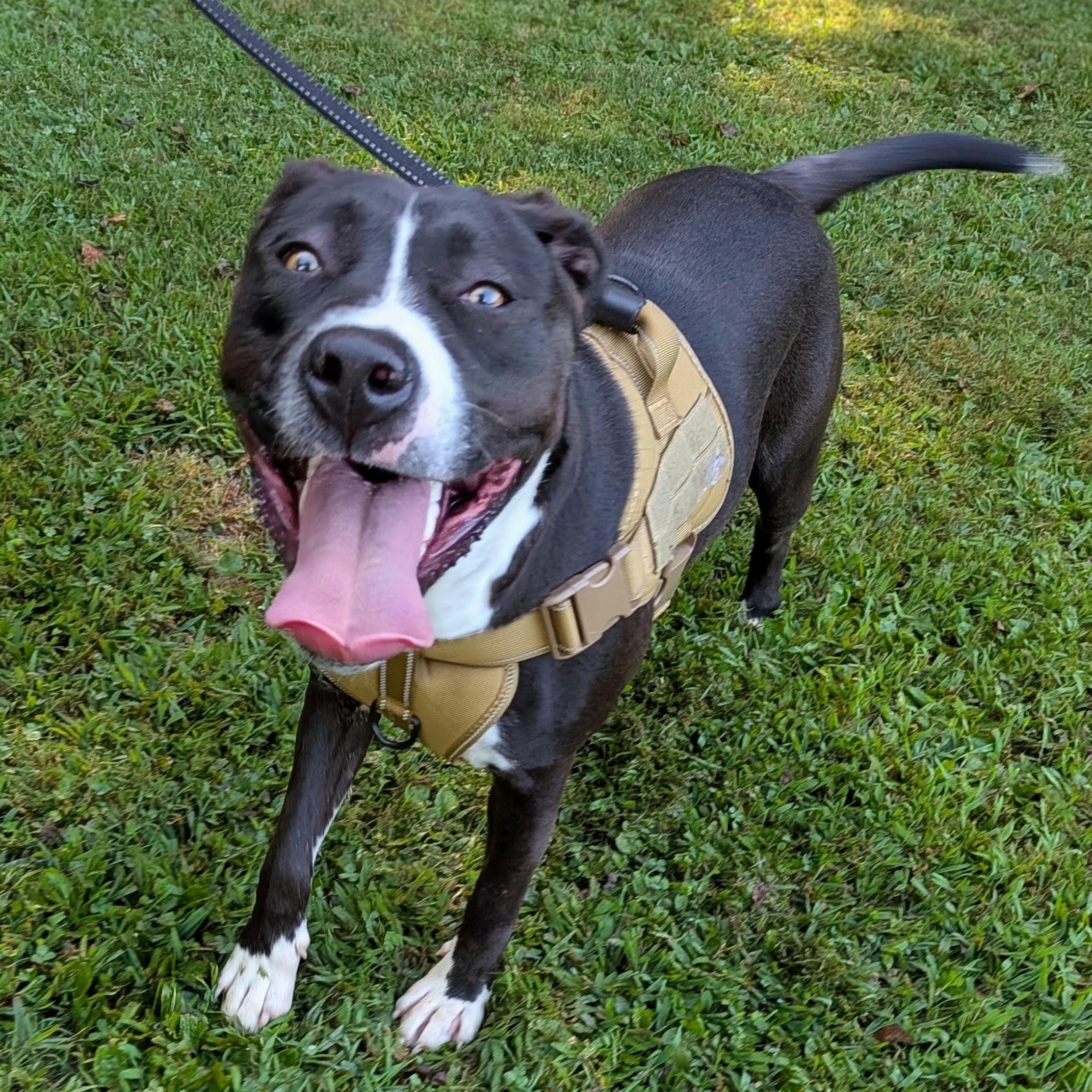 Enlarge Jack, a ADOPTABLE mixed breed in Mount Carmel, IL image 5/6