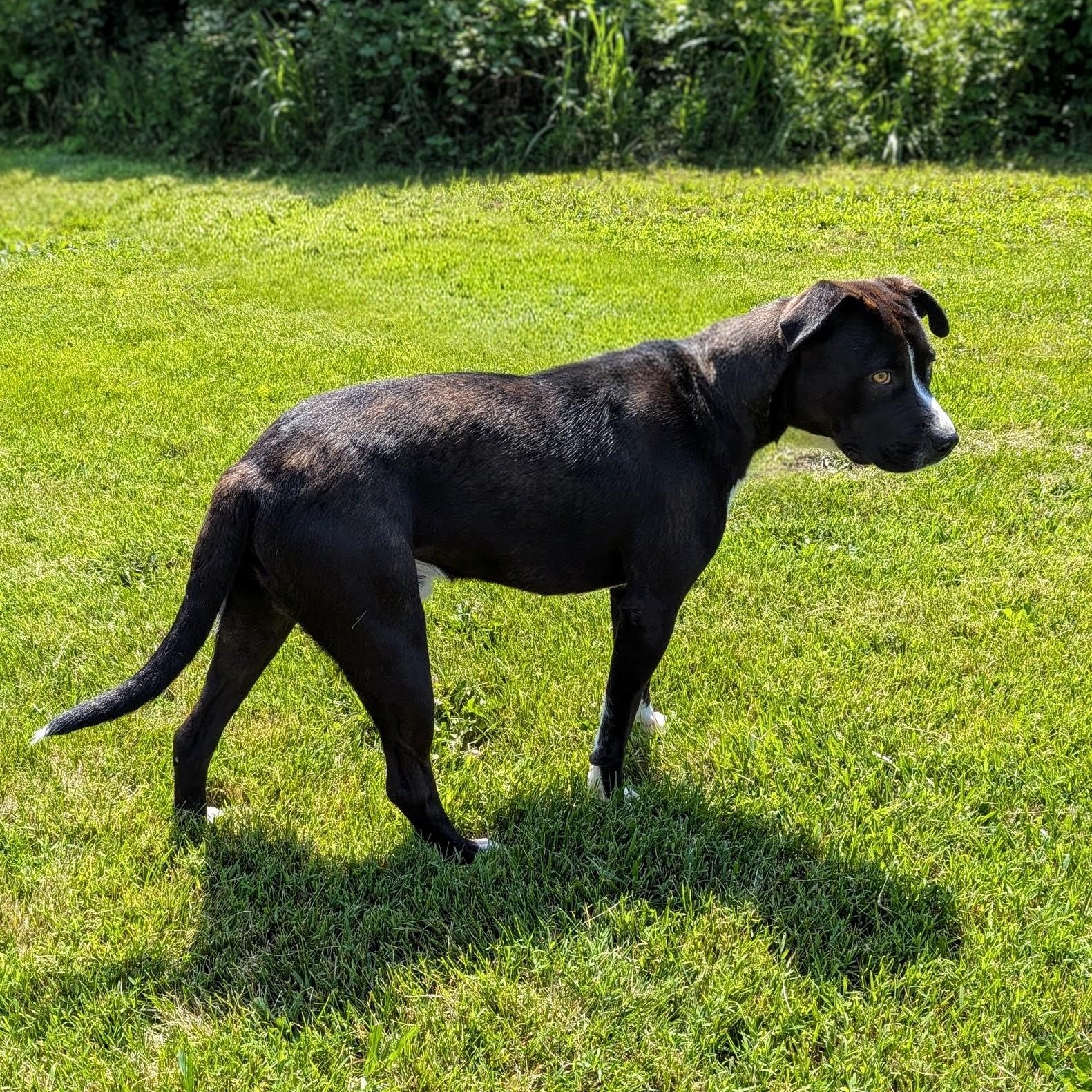 Enlarge Jack, a ADOPTABLE mixed breed in Mount Carmel, IL image 3/6