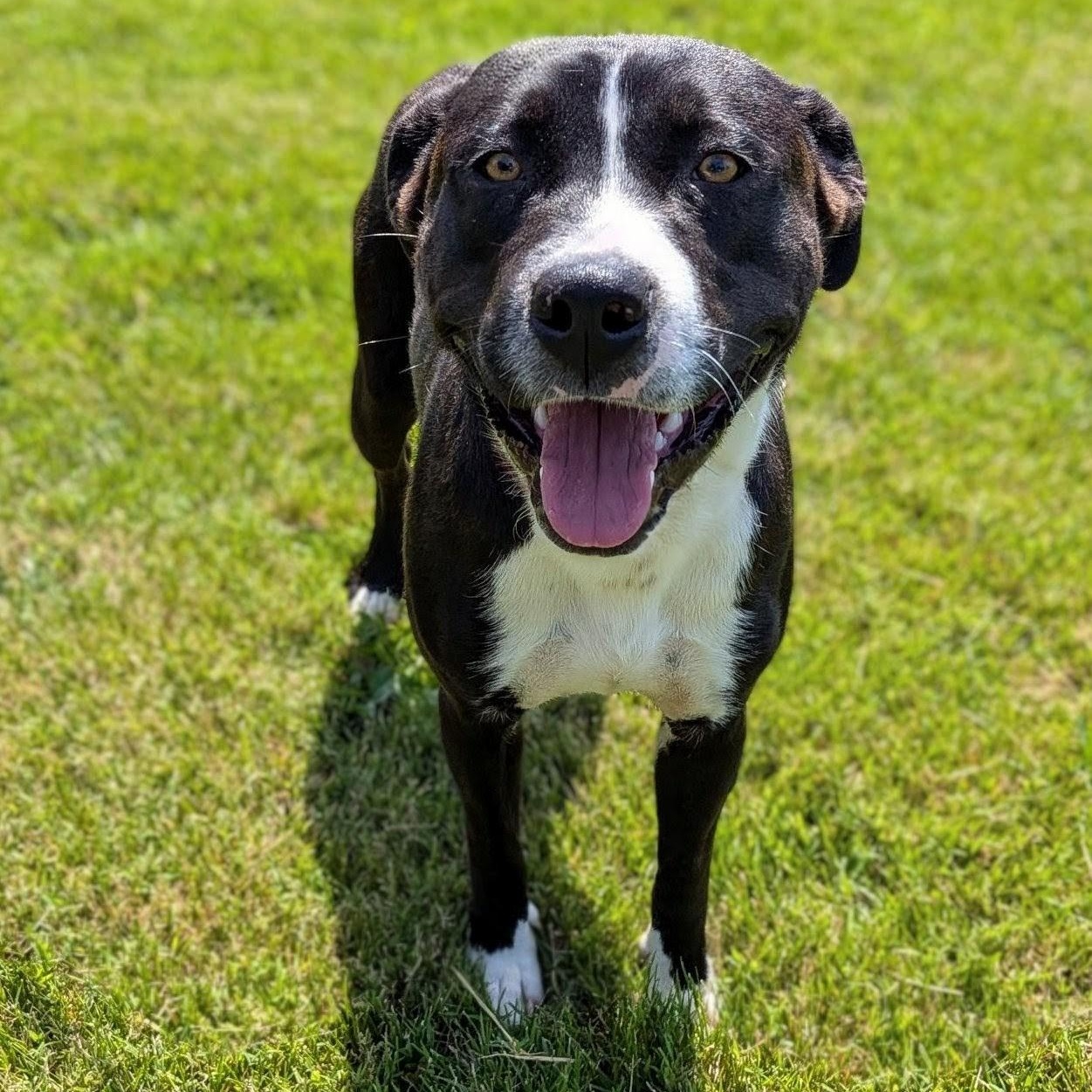 Enlarge Jack, a ADOPTABLE mixed breed in Mount Carmel, IL image 1/6