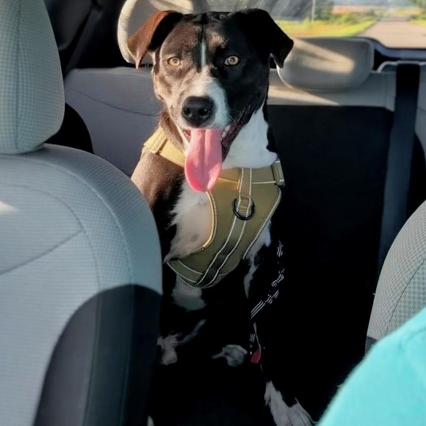 Enlarge Jack, a ADOPTABLE mixed breed in Mount Carmel, IL image 1/6