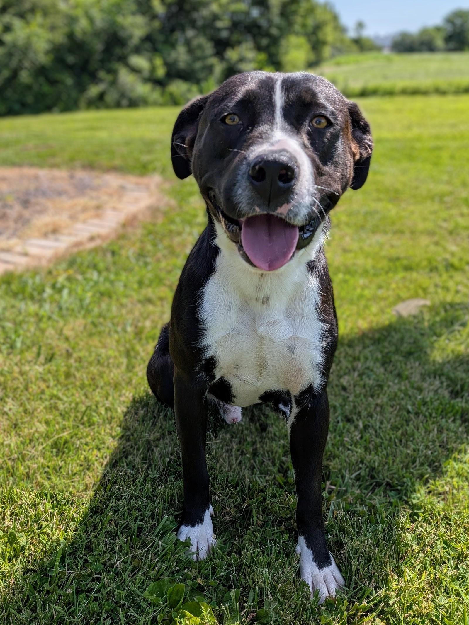 Enlarge Jack, a ADOPTABLE mixed breed in Mount Carmel, IL image 5/6