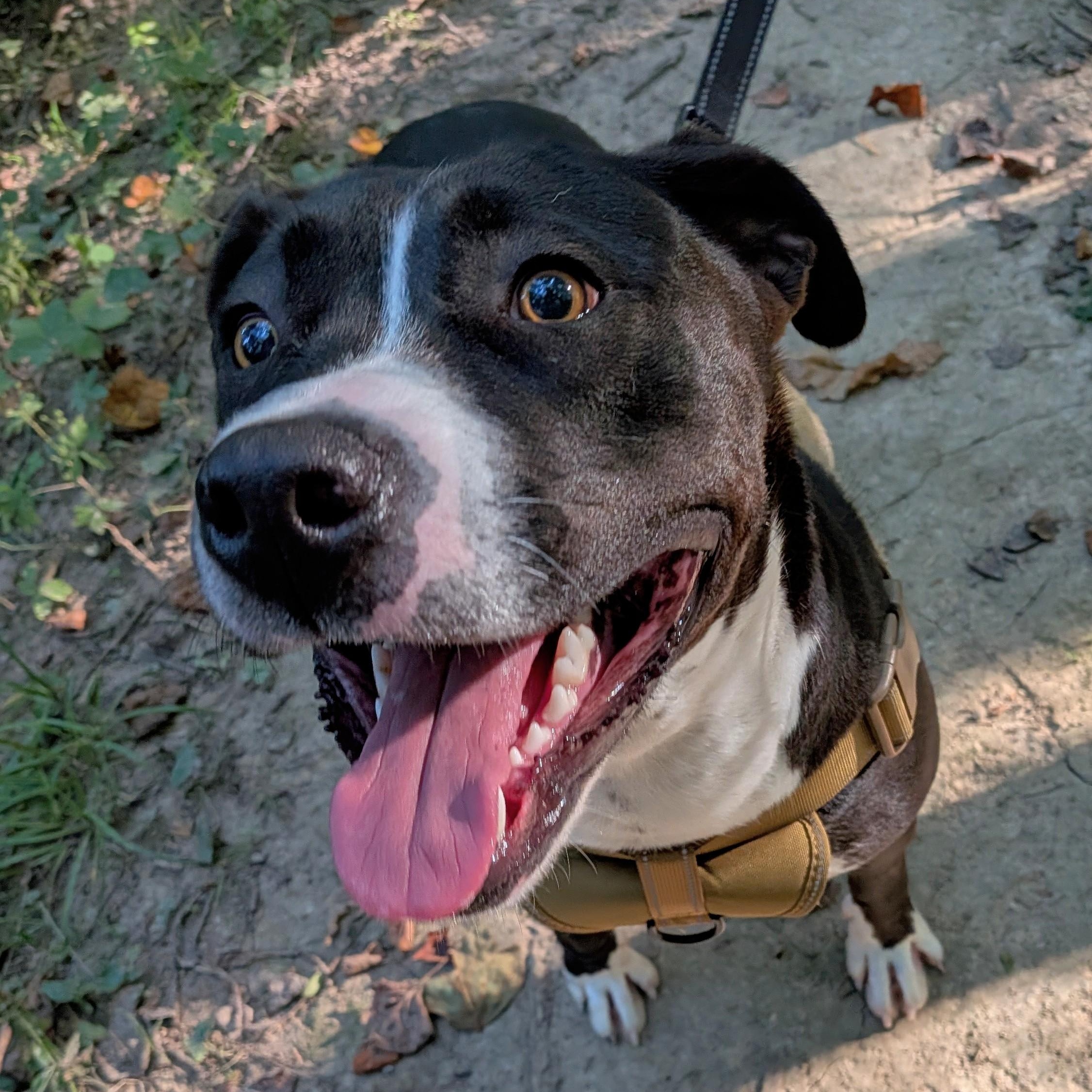 Enlarge Jack, a ADOPTABLE mixed breed in Mount Carmel, IL image 2/6
