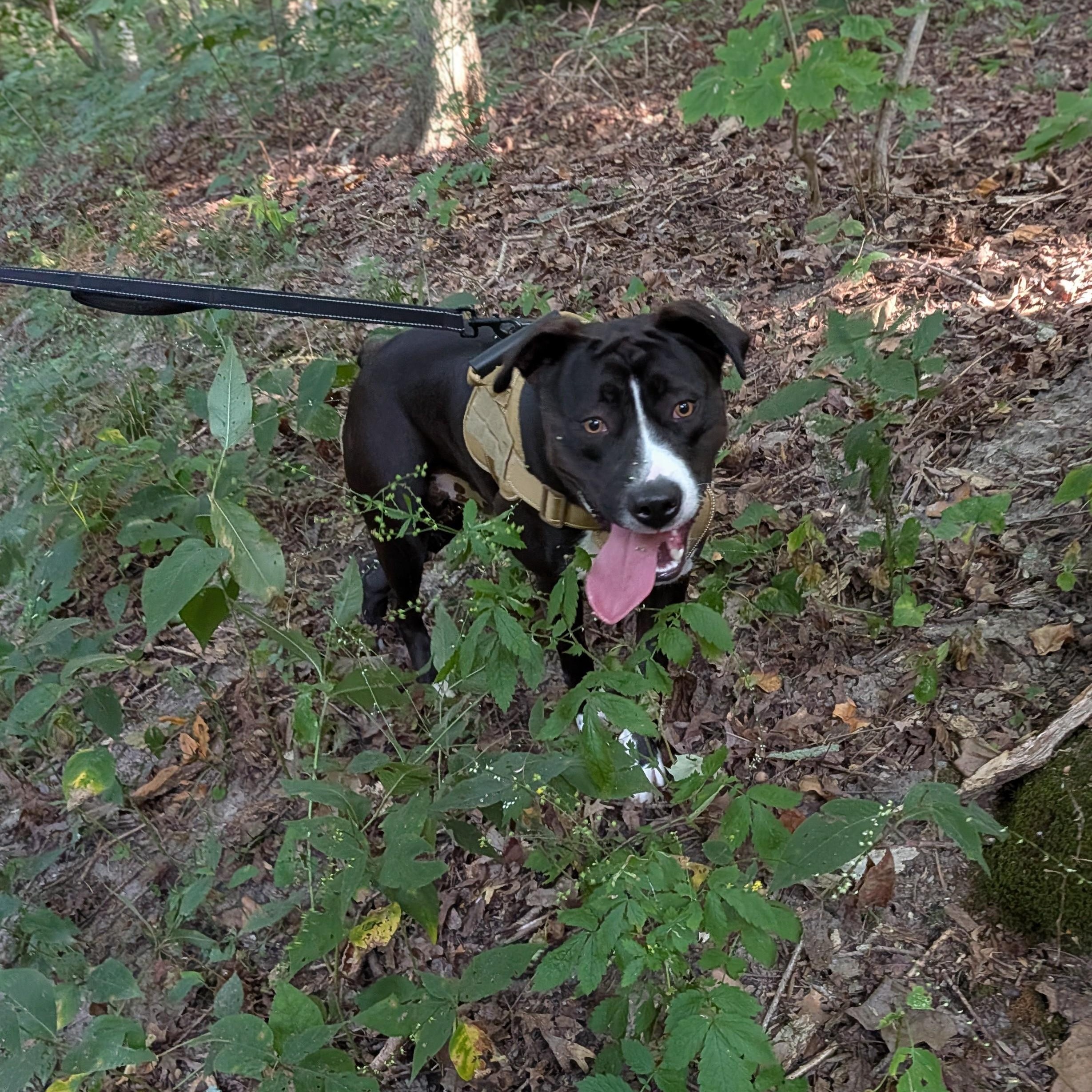 Enlarge Jack, a ADOPTABLE mixed breed in Mount Carmel, IL image 6/6