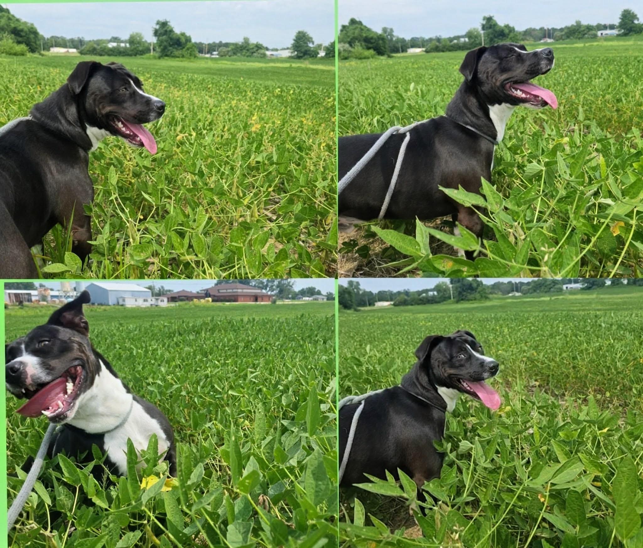 Enlarge Jack, a ADOPTABLE mixed breed in Mount Carmel, IL image 6/6