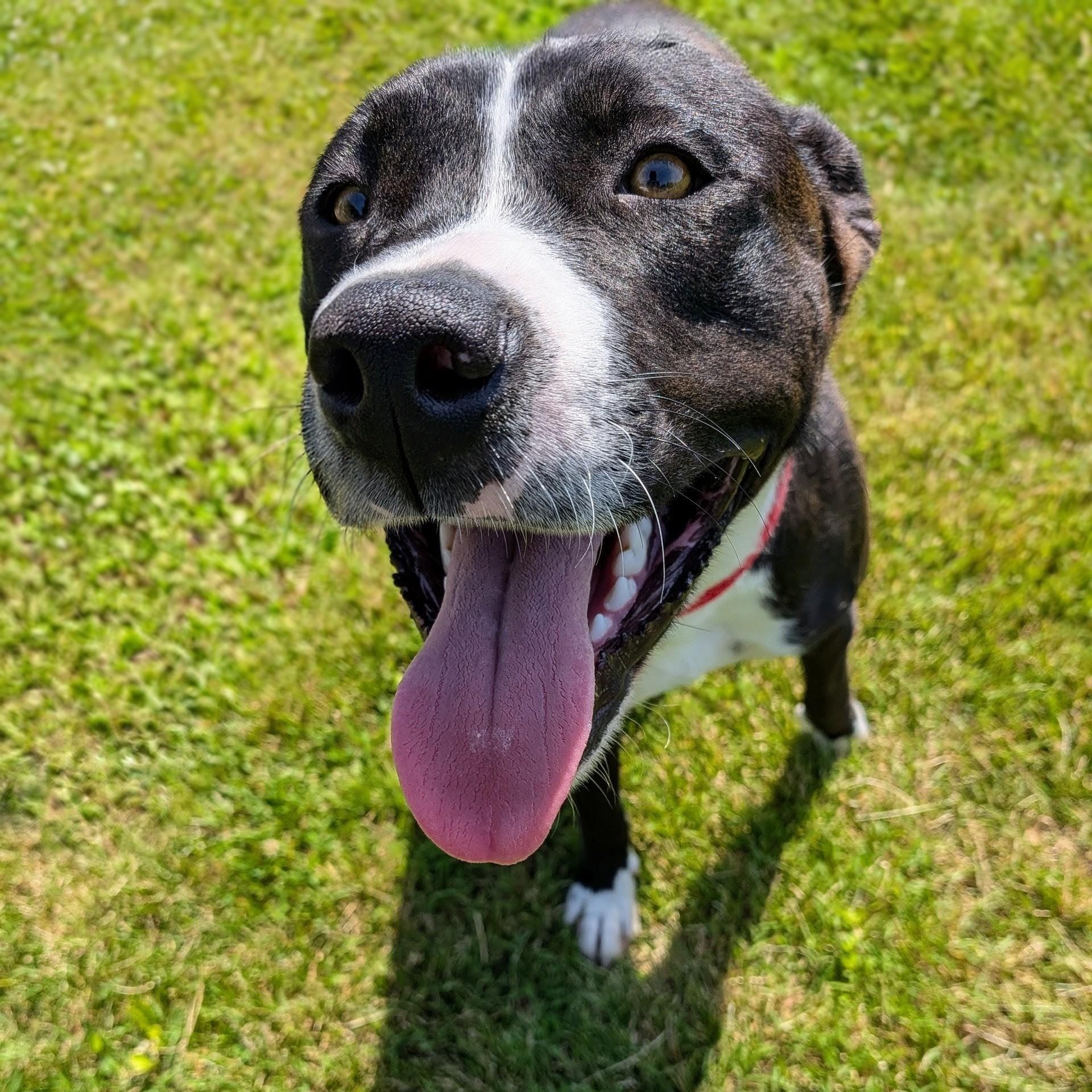 Enlarge Jack, a ADOPTABLE mixed breed in Mount Carmel, IL image 4/6