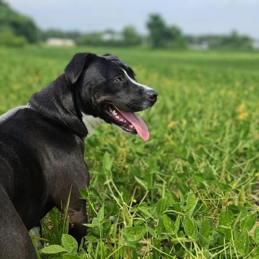 Enlarge Jack, a ADOPTABLE mixed breed in Mount Carmel, IL image 1/6