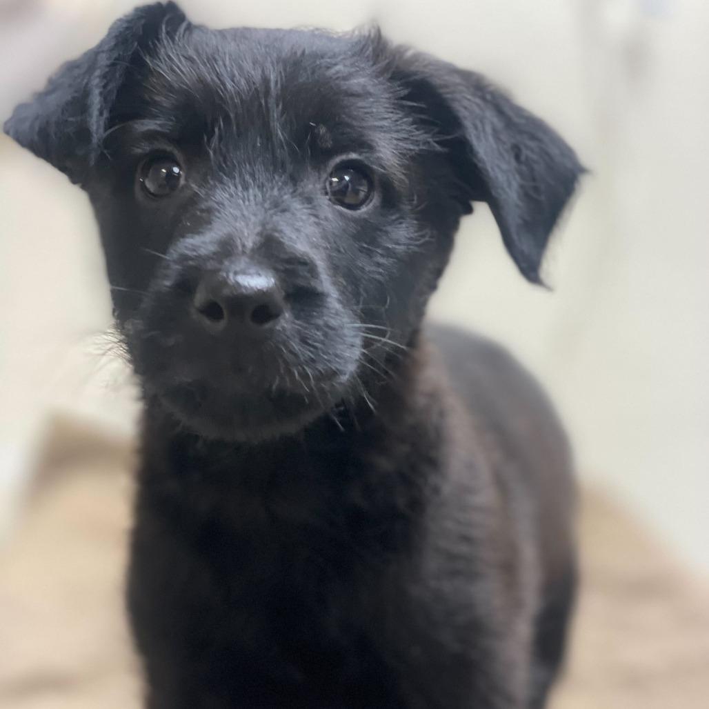Oats, Adoptable, Puppy Male Standard Poodle & Mixed Breed.
