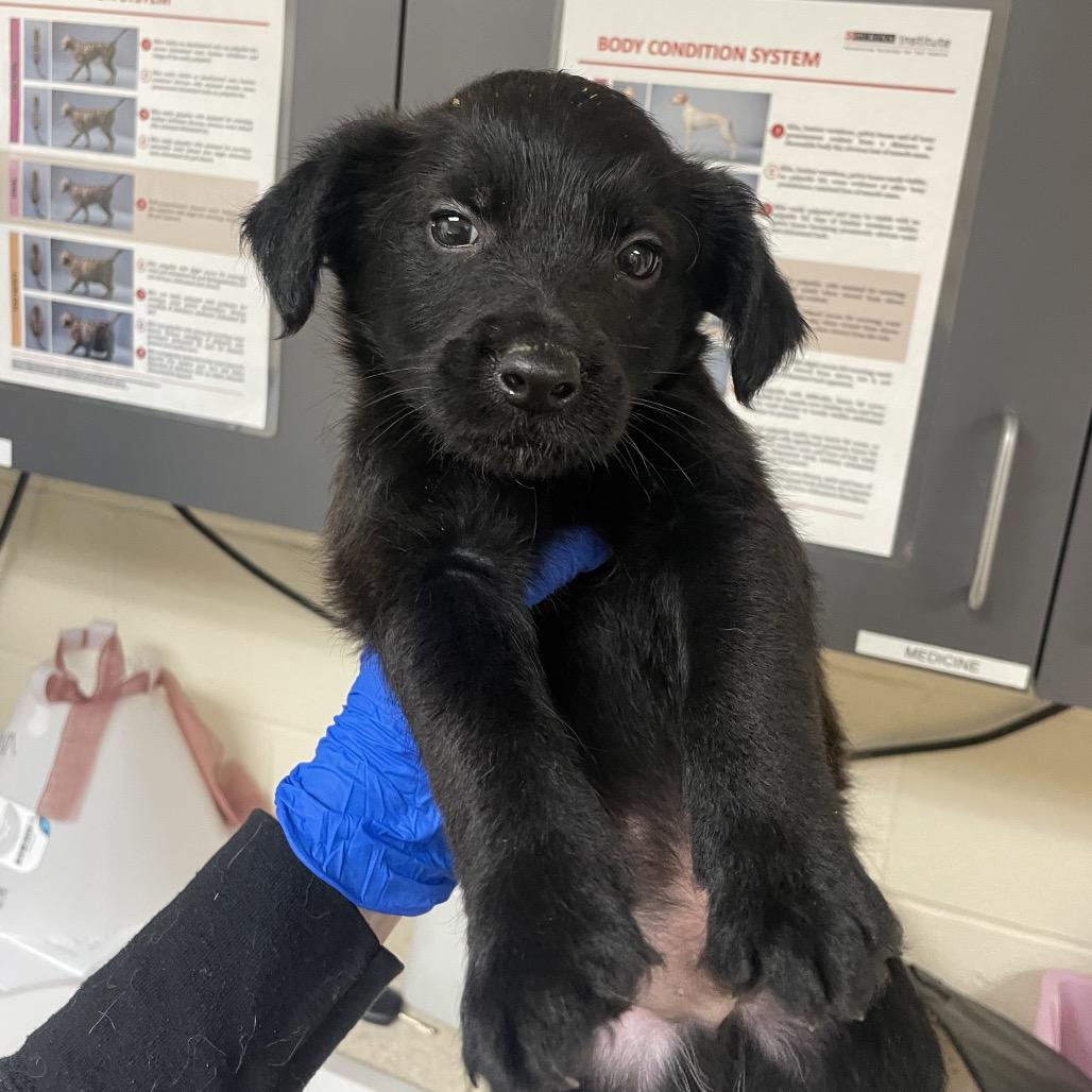 Enlarge Oats, a Adoptable mixed breed in Riverside, CA image 2/2