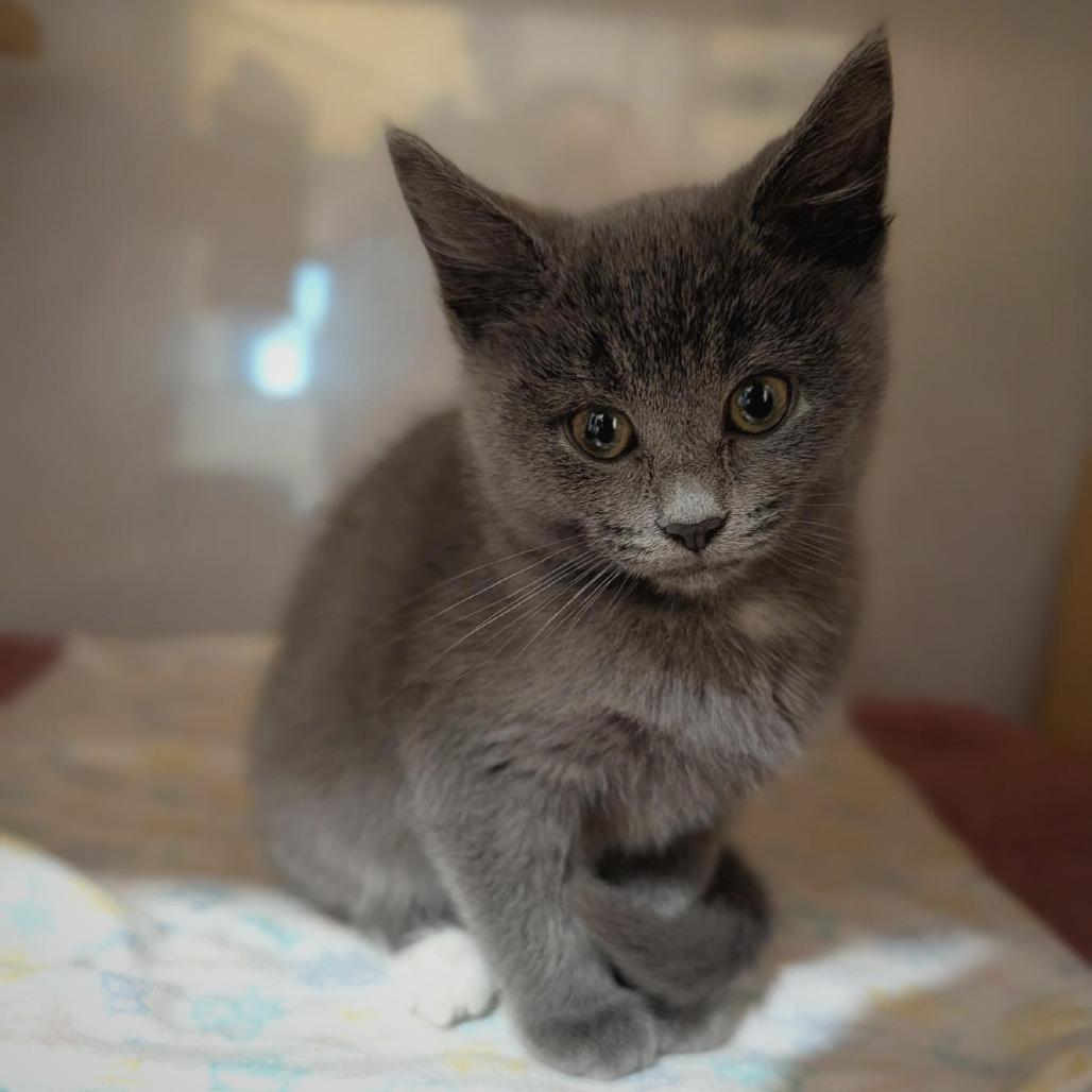 Whale, Adoptable, Kitten Female Domestic Short Hair.