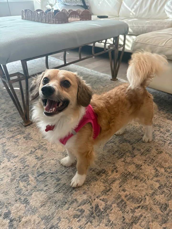 Enlarge Zazu - IN FOSTER - AVAILABLE TO ADOPT, an adopted mixed breed in Clayton, NC image 1/6