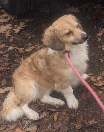 Enlarge Zazu - IN FOSTER - AVAILABLE TO ADOPT, an adopted mixed breed in Clayton, NC image 4/6