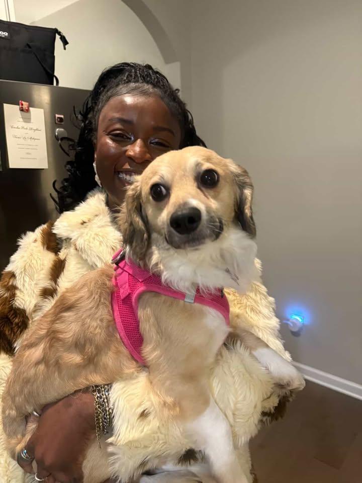 Enlarge Zazu - IN FOSTER - AVAILABLE TO ADOPT, an adopted mixed breed in Clayton, NC image 5/6