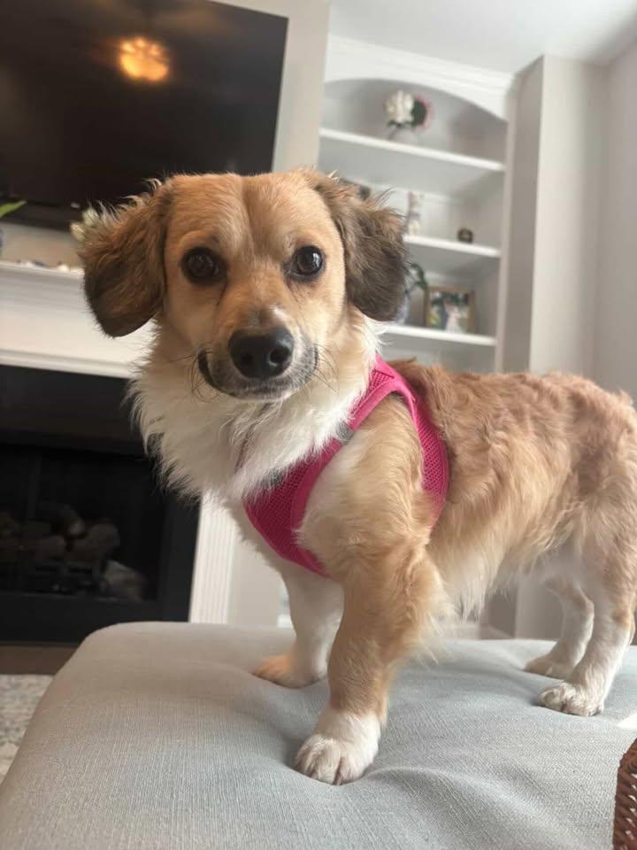 Enlarge Zazu - IN FOSTER - AVAILABLE TO ADOPT, an adopted mixed breed in Clayton, NC image 3/6