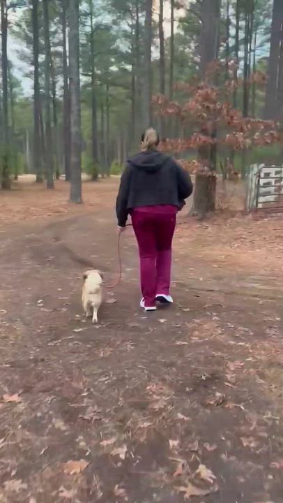 Enlarge Zazu - IN FOSTER - AVAILABLE TO ADOPT, an adopted mixed breed in Clayton, NC video 6/6