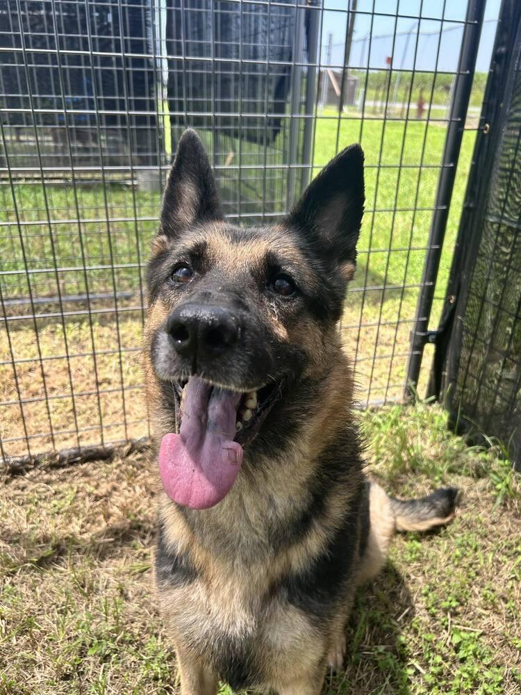Enlarge Rexy, a Adoptable German Shepherd Dog in Scott, LA image 1/6