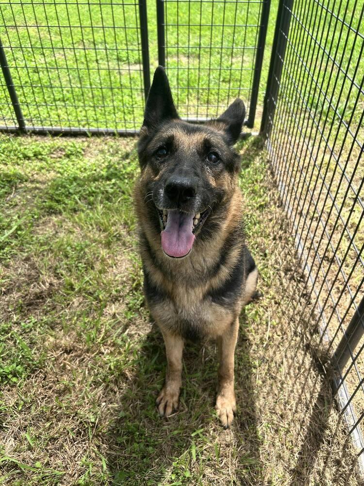 Enlarge Rexy, a Adoptable German Shepherd Dog in Scott, LA image 2/6