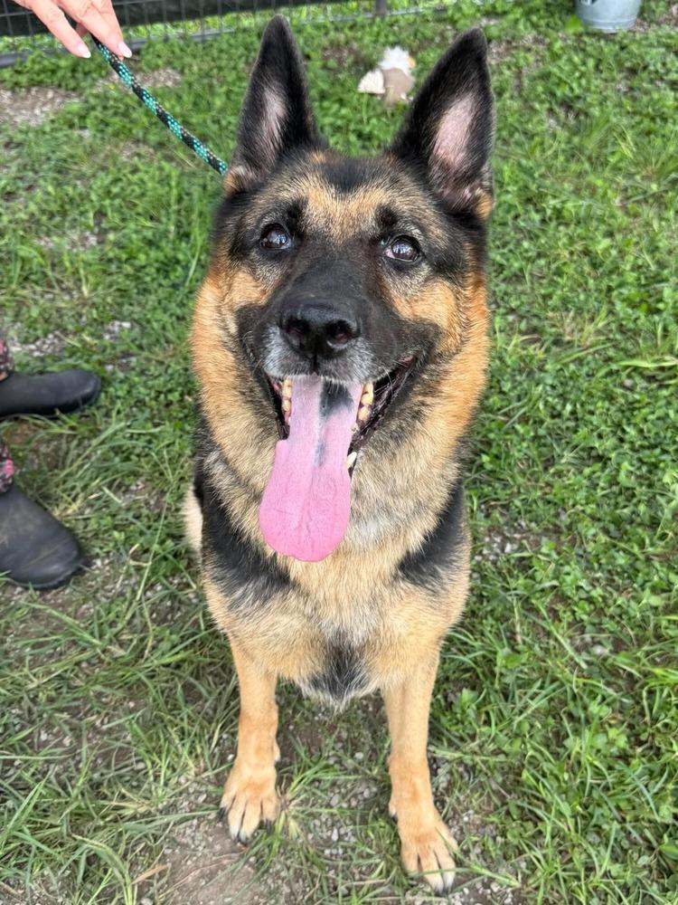 Enlarge Rexy, a Adoptable German Shepherd Dog in Scott, LA image 3/6