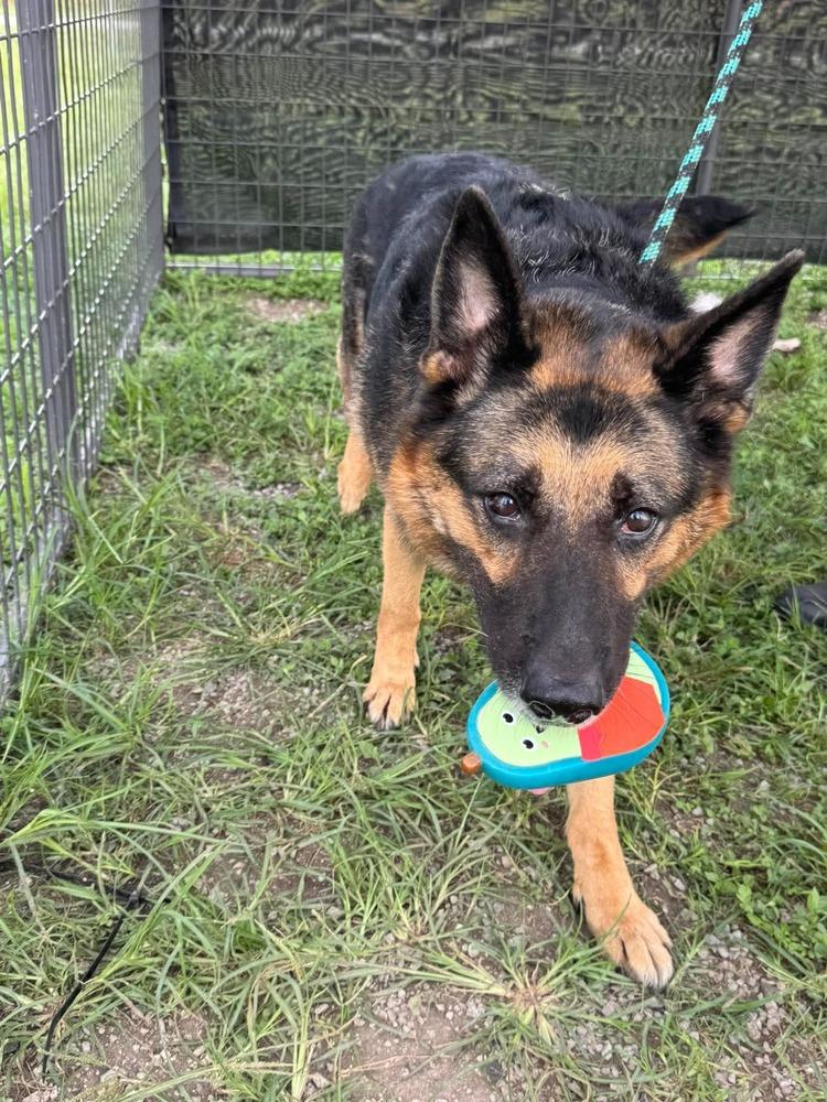 Enlarge Rexy, a Adoptable German Shepherd Dog in Scott, LA image 4/6
