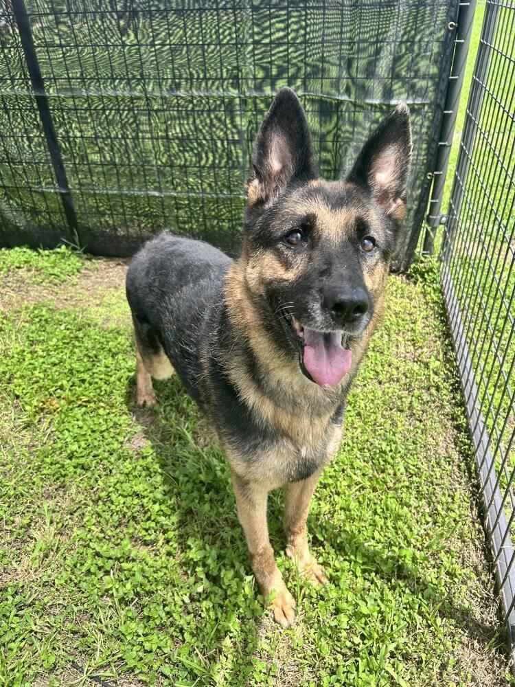 Enlarge Rexy, a Adoptable German Shepherd Dog in Scott, LA image 5/6