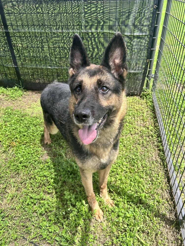 Enlarge Rexy, a Adoptable German Shepherd Dog in Scott, LA image 6/6