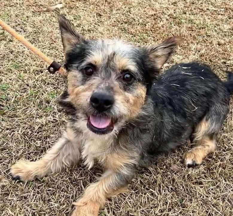 Fin, ADOPTABLE, Young Male Terrier.