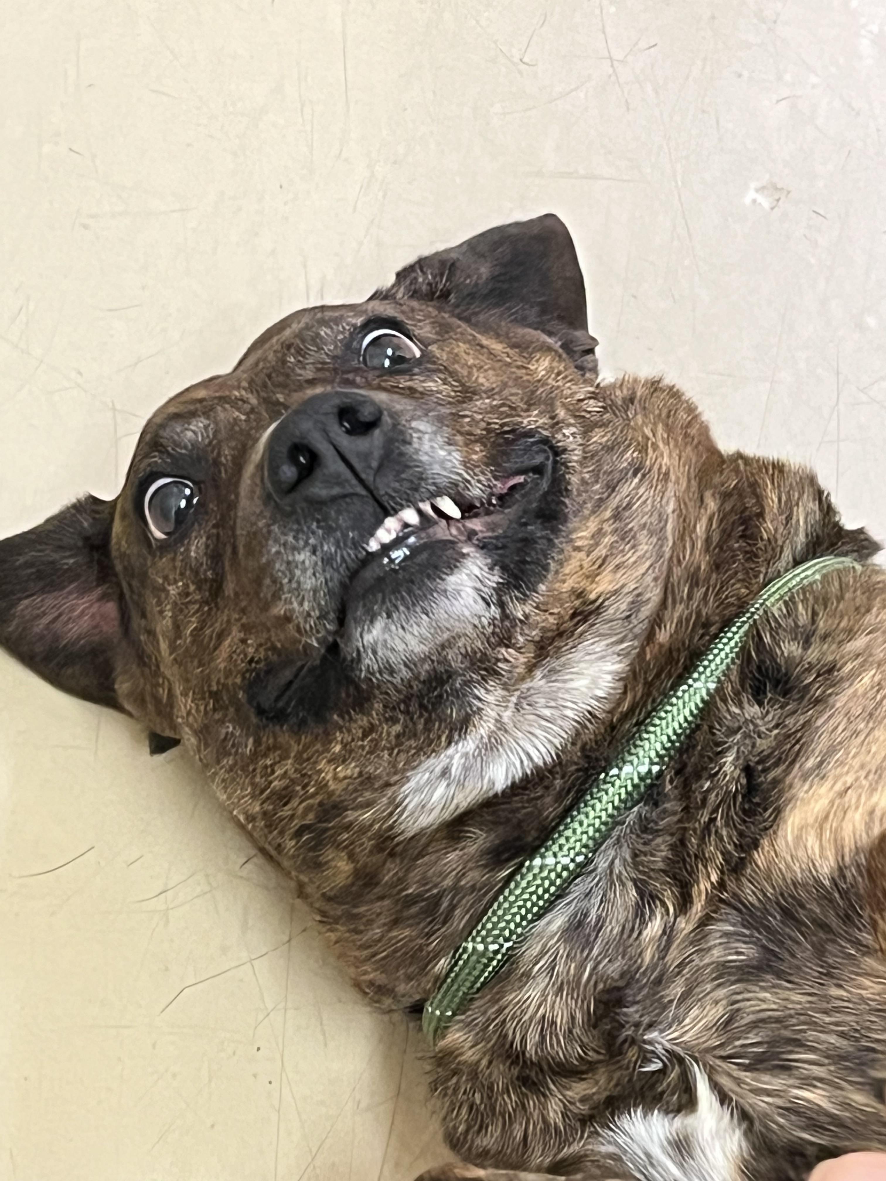 Enlarge River, an adopted Plott Hound in Boulder City, NV image 3/5