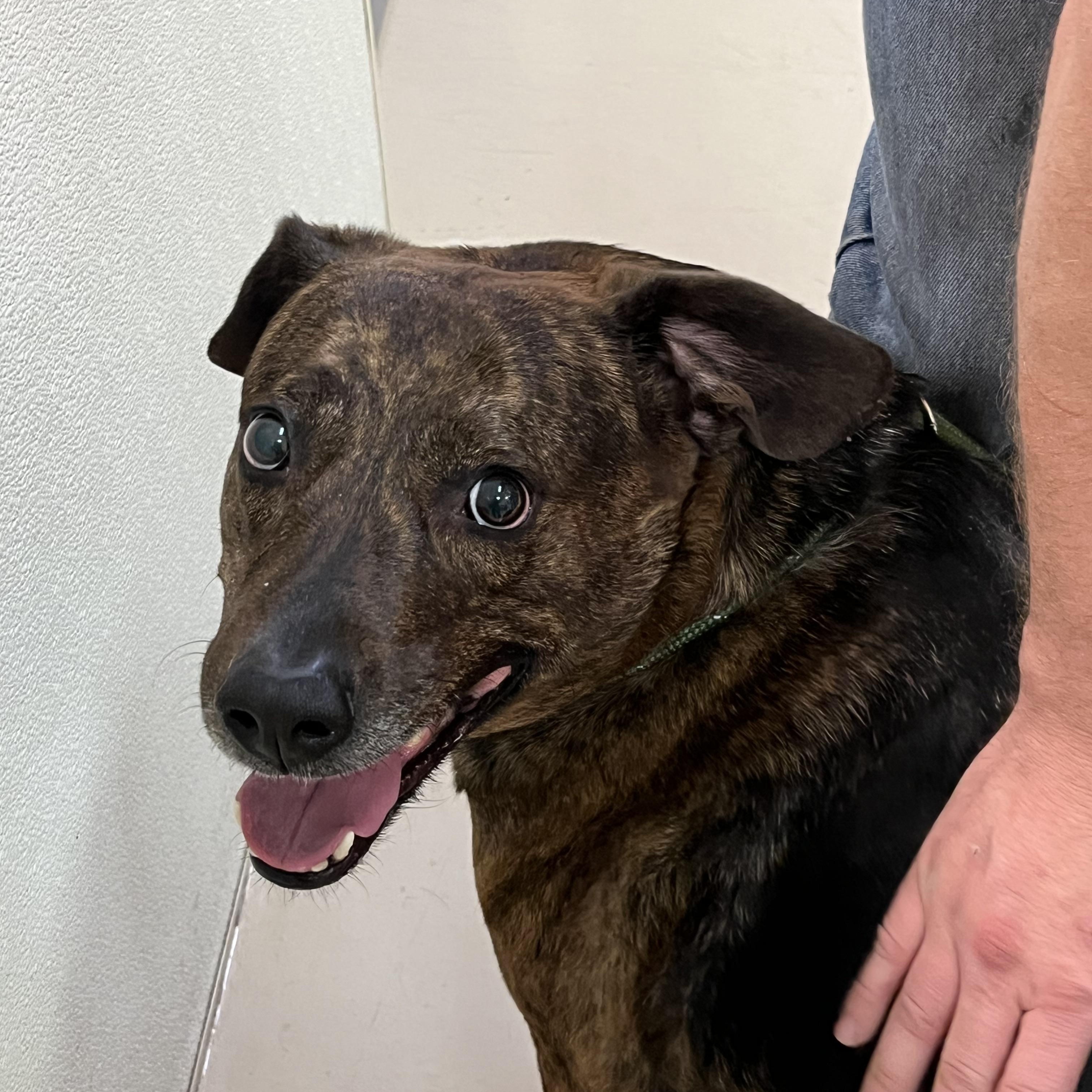 Enlarge River, an adopted Plott Hound in Boulder City, NV image 4/5