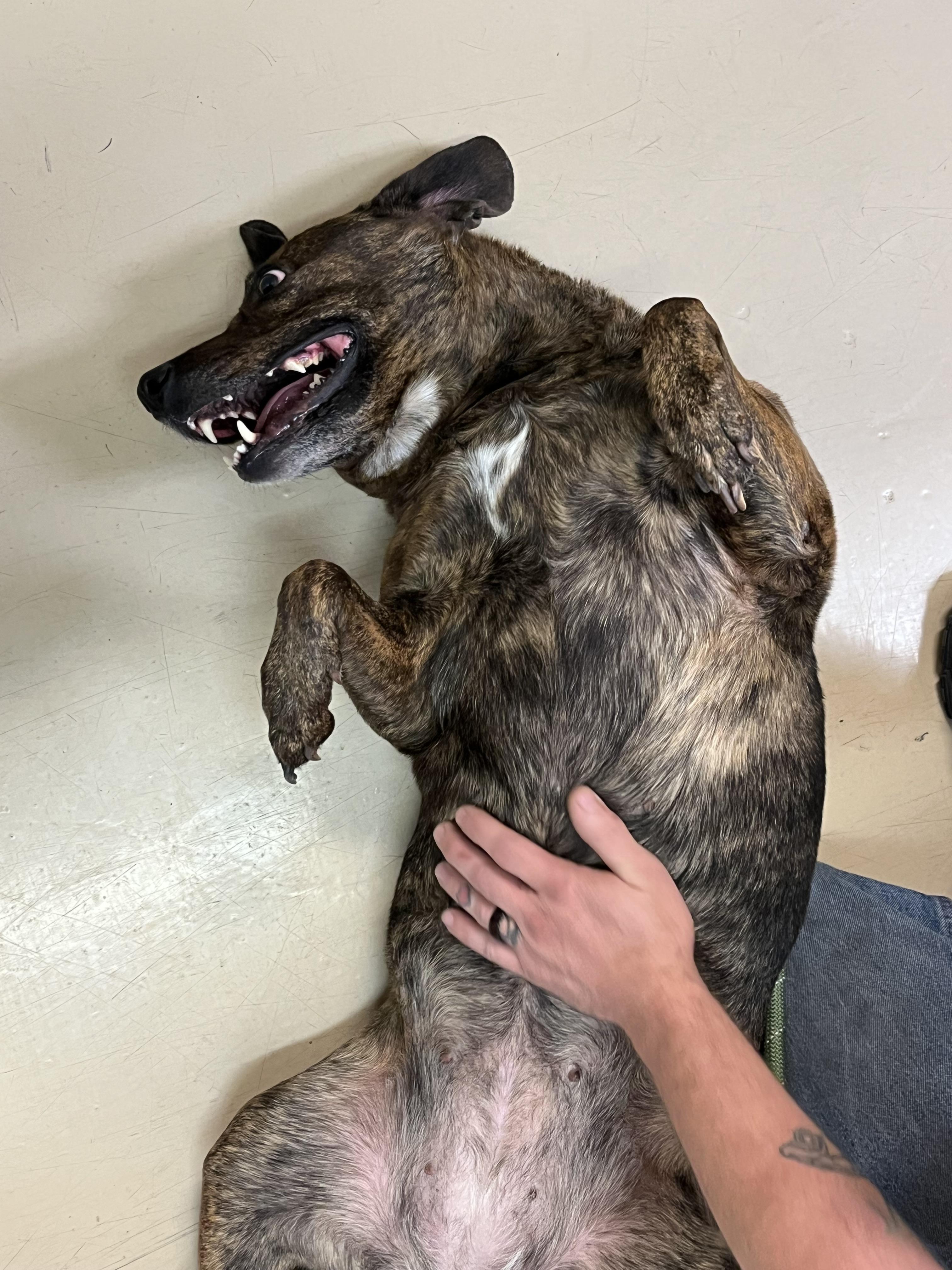 Enlarge River, an adopted Plott Hound in Boulder City, NV image 2/5