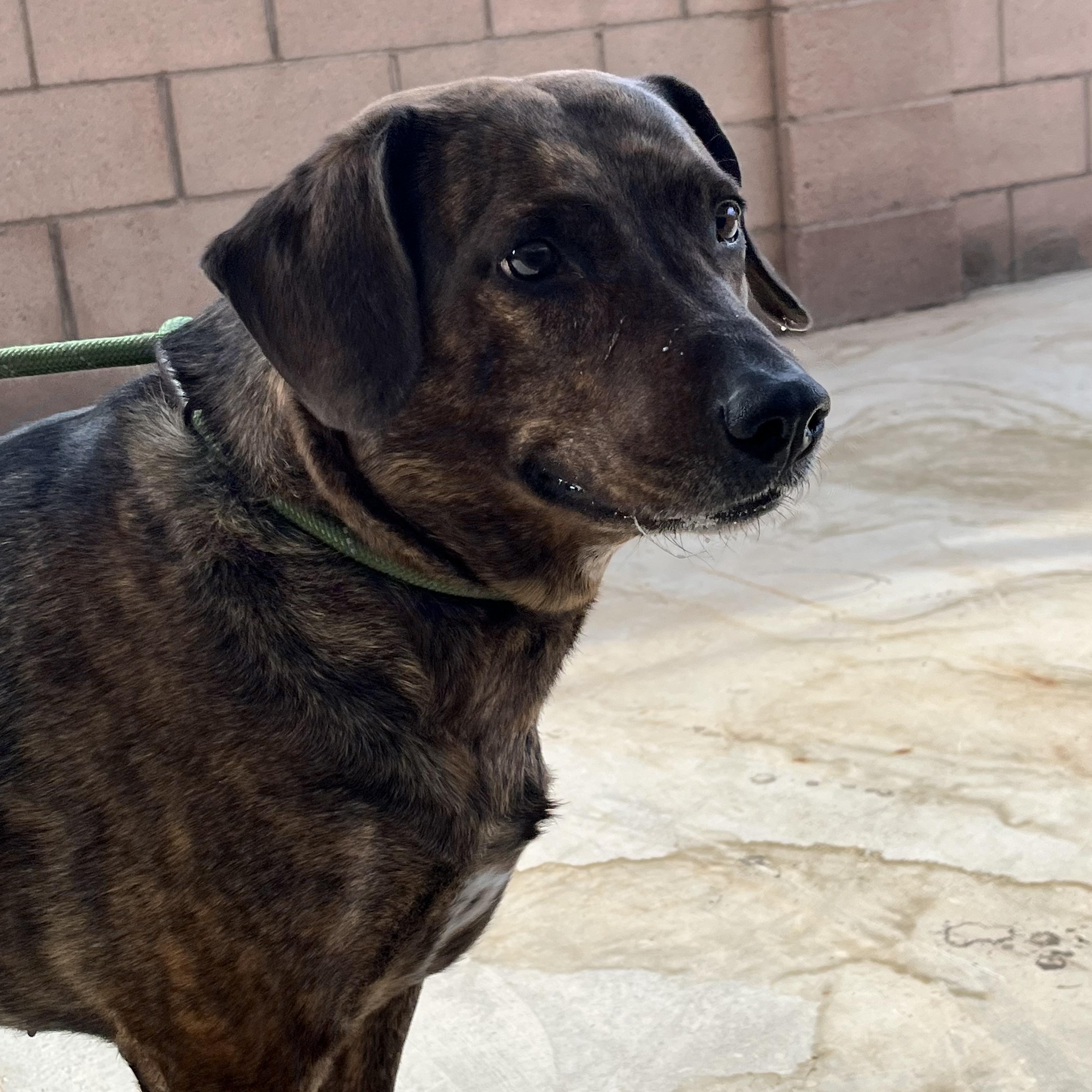 River, adopted, Adult Female Plott Hound.