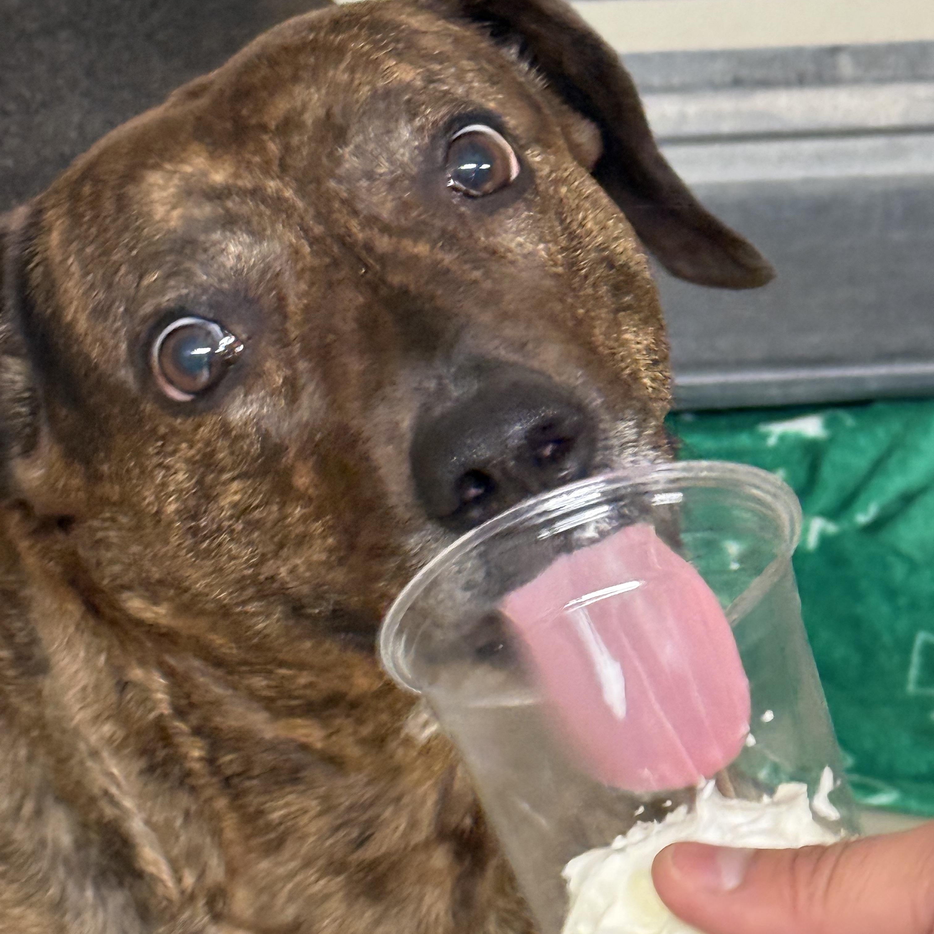 Enlarge River, an adopted Plott Hound in Boulder City, NV image 5/5