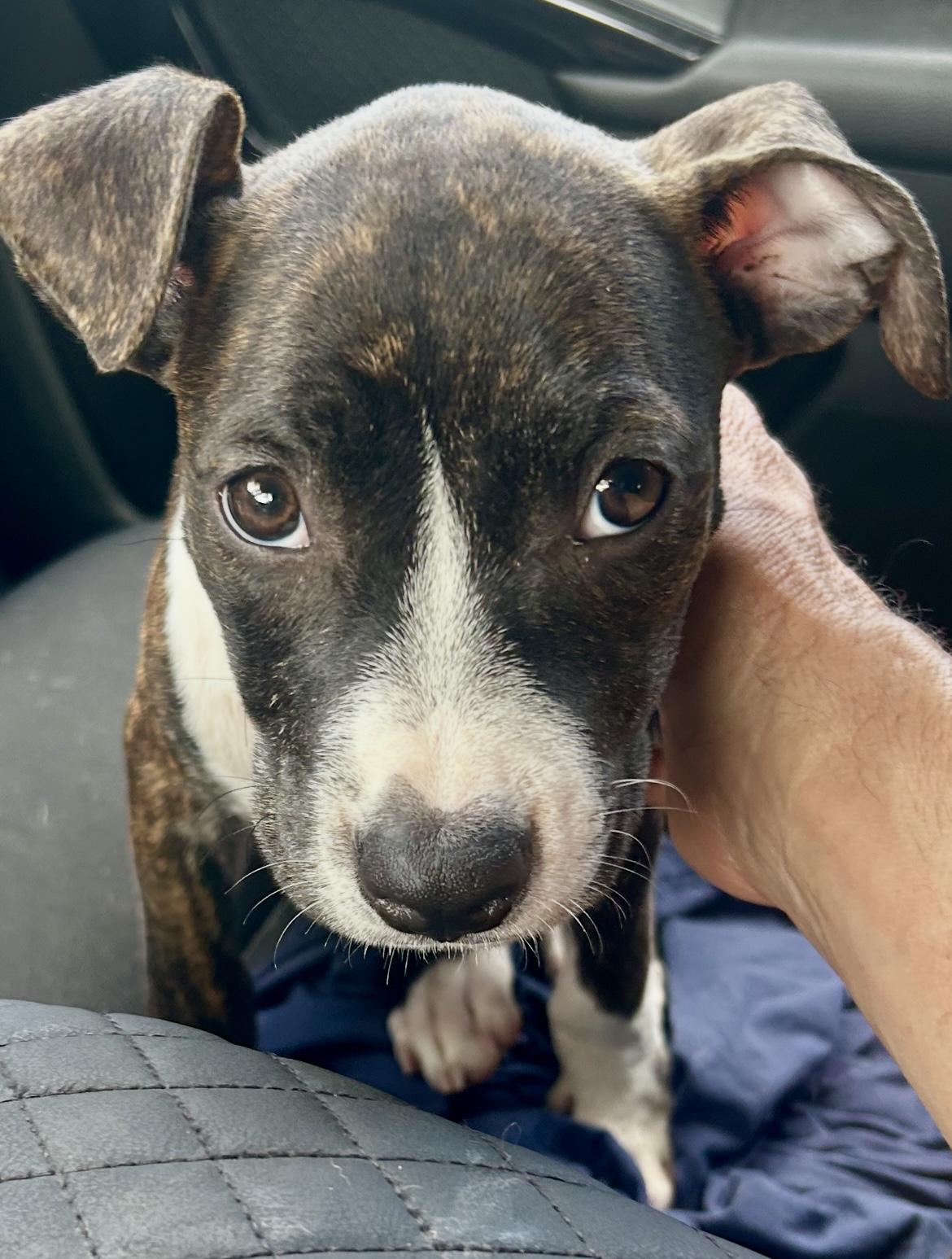 Huck, ADOPTABLE, Puppy Male Terrier.