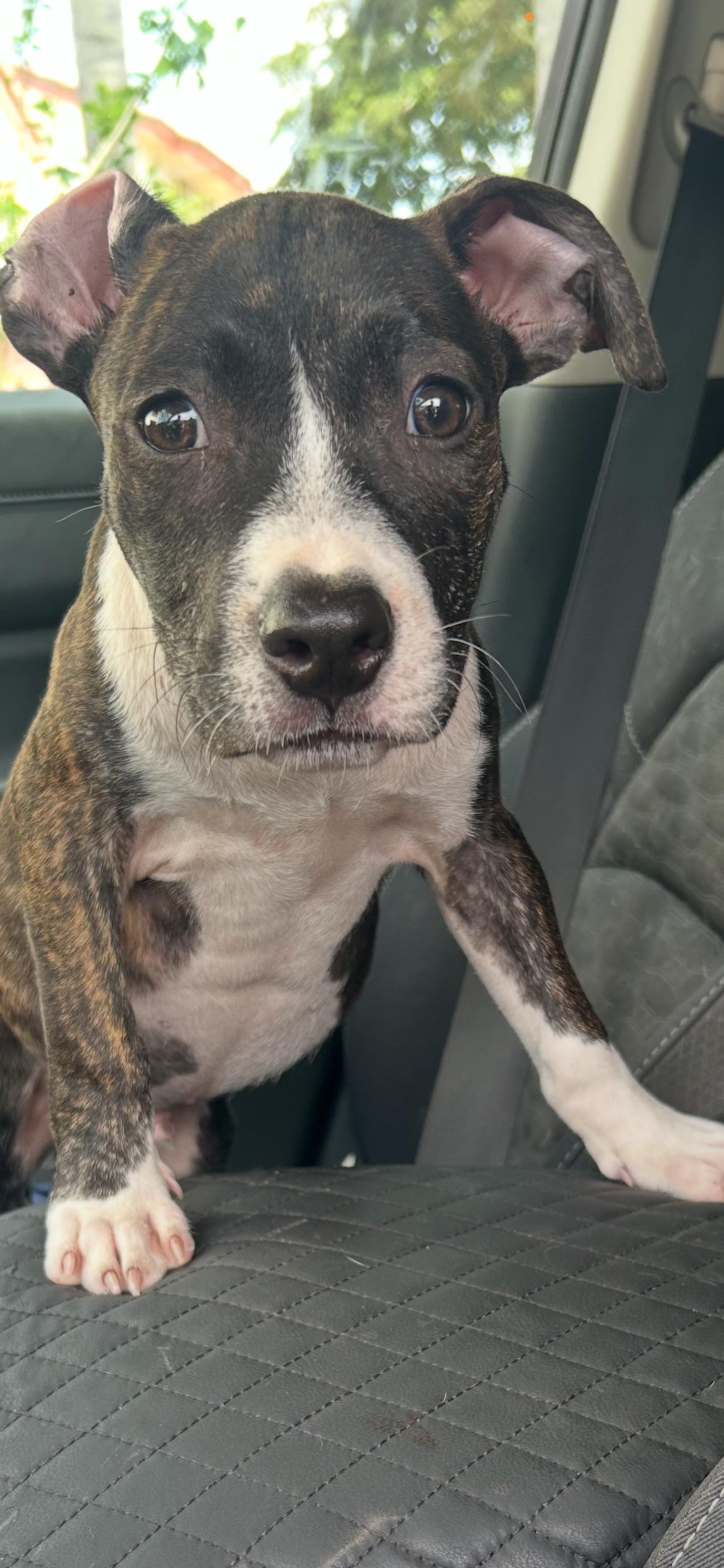 Huck, a ADOPTABLE Terrier in Coconut Creek, FL image 3/5