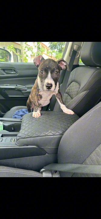 Enlarge Huck, a ADOPTABLE Terrier in Coconut Creek, FL video 2/5