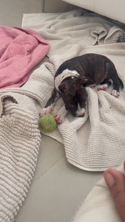 Enlarge Huck, a ADOPTABLE Terrier in Coconut Creek, FL video 5/5