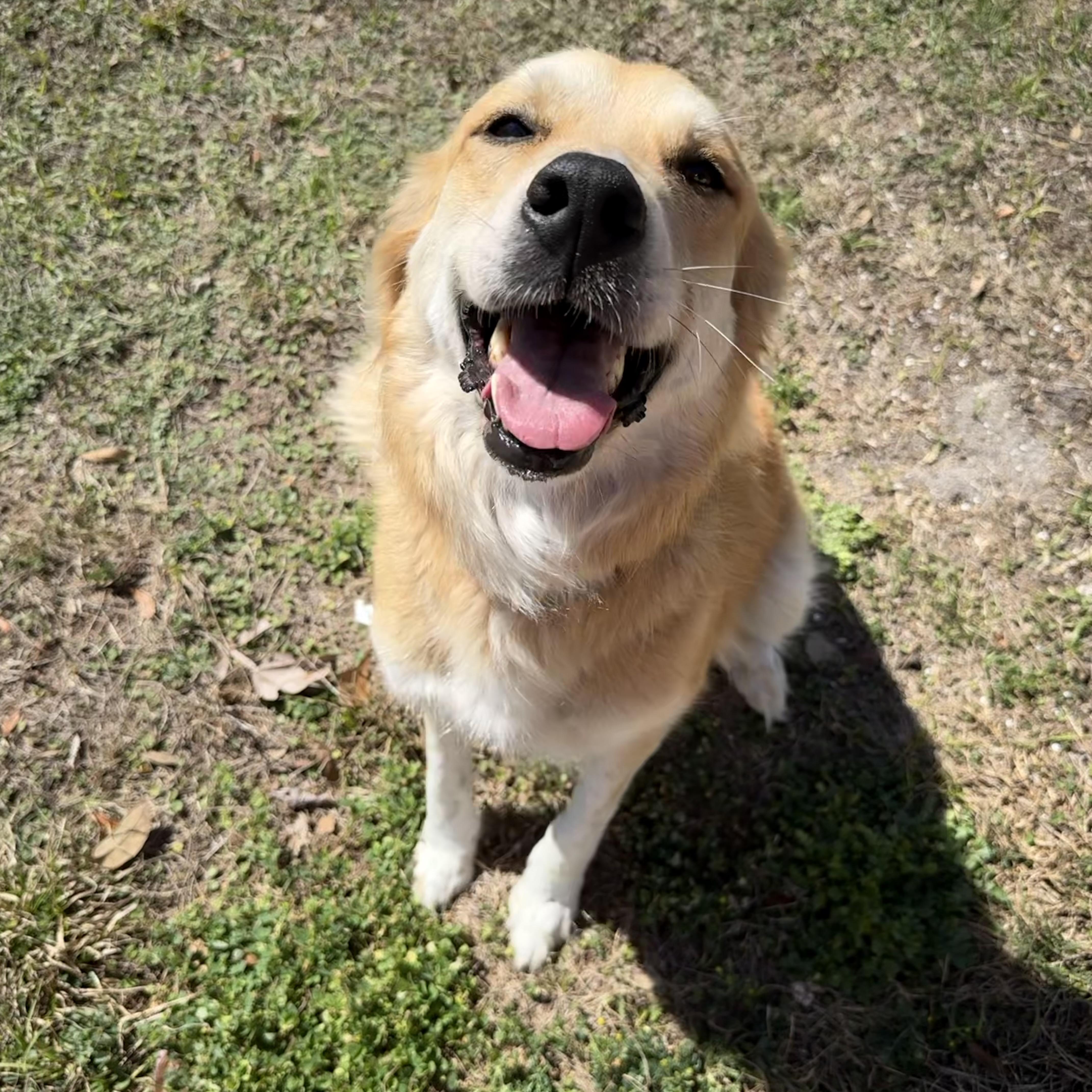 Enlarge Leti, an adopted mixed breed in New Port Richey, FL image 2/6