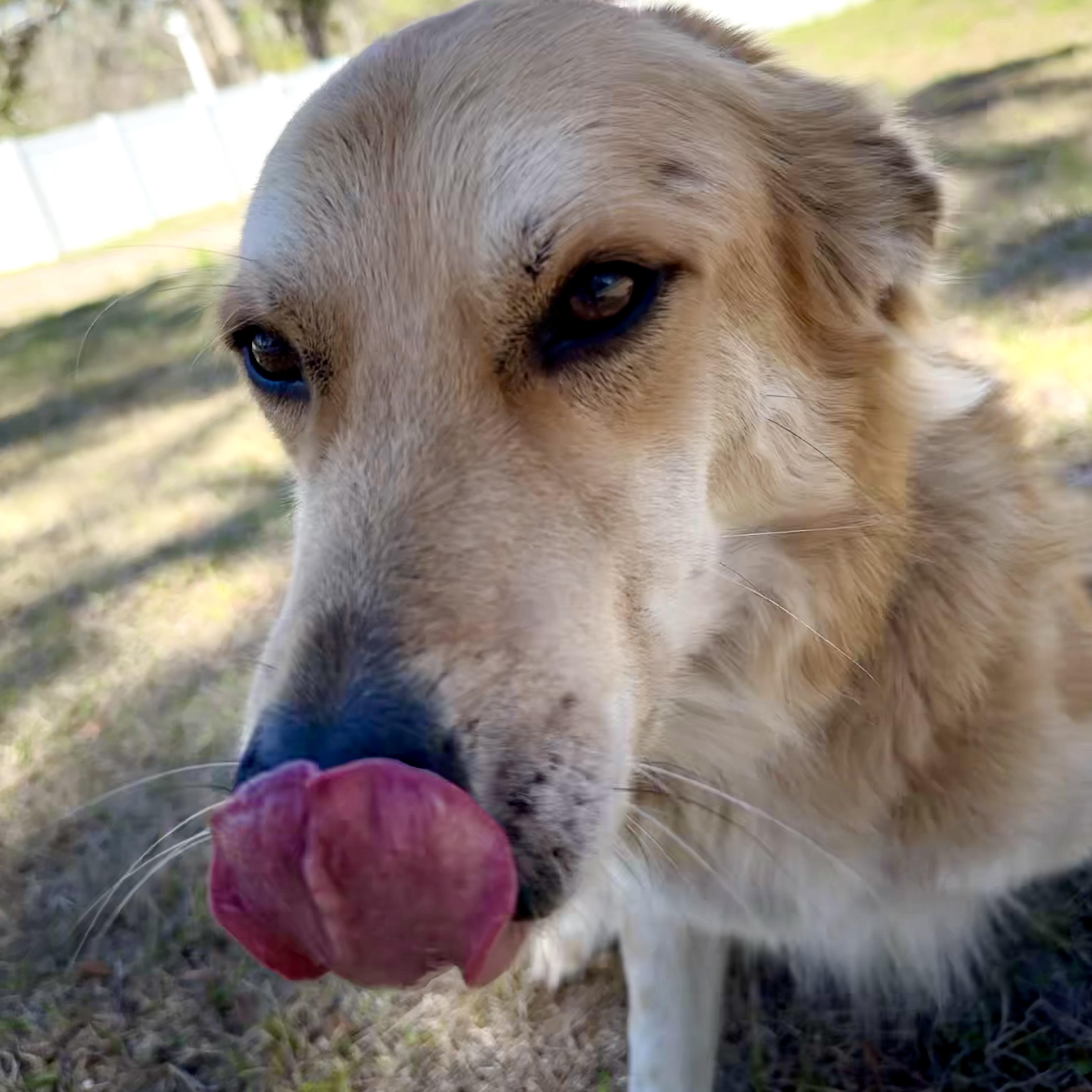 Enlarge Leti, an adopted mixed breed in New Port Richey, FL image 6/6