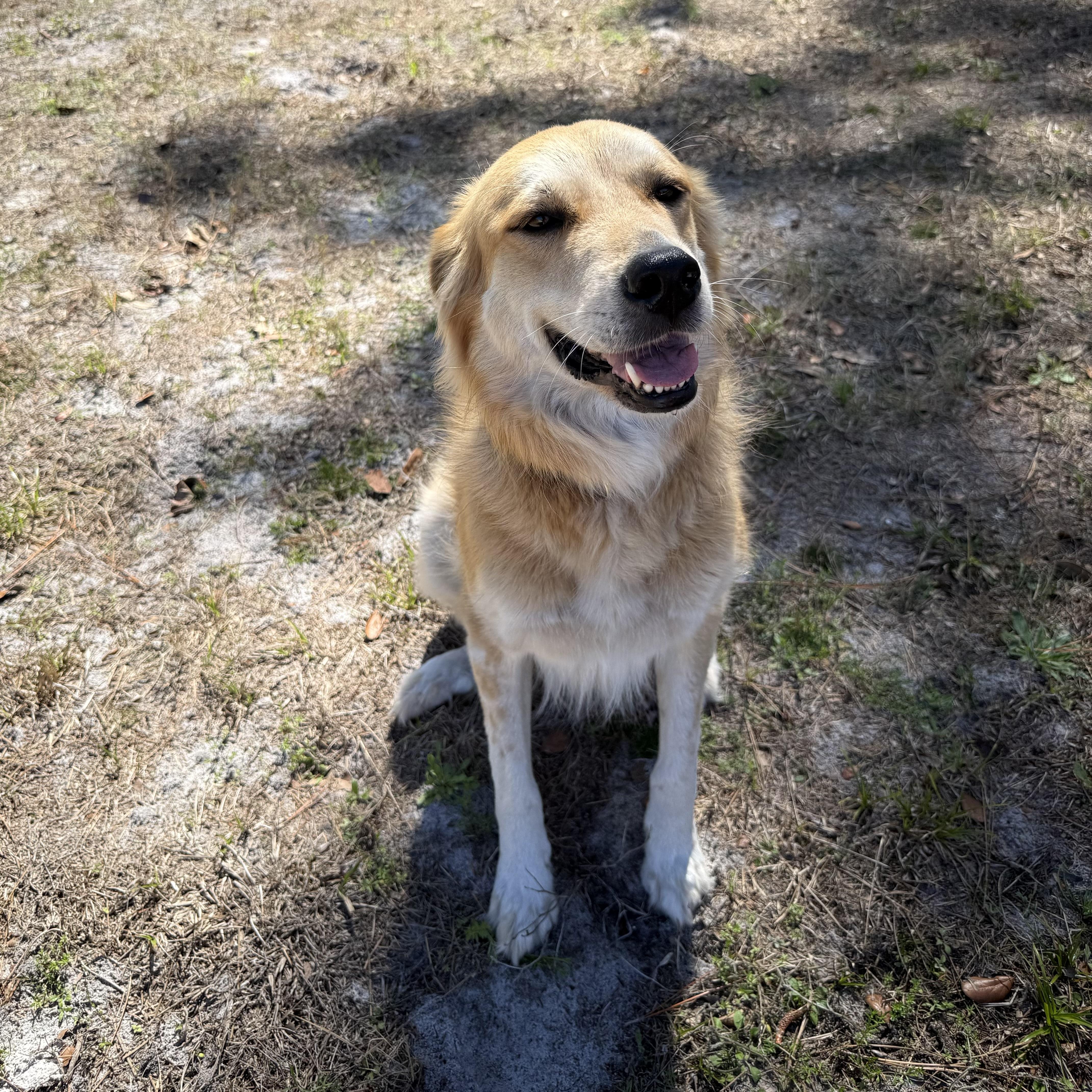 Enlarge Leti, an adopted mixed breed in New Port Richey, FL image 5/6