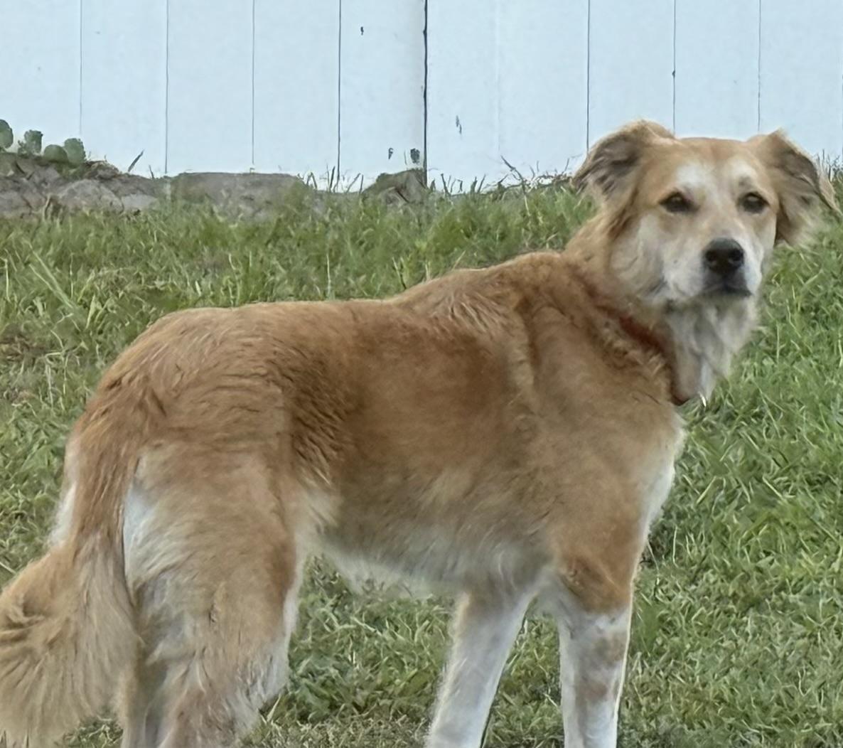 Leti, a Adoptable mixed breed in New Port Richey, FL image 1/4