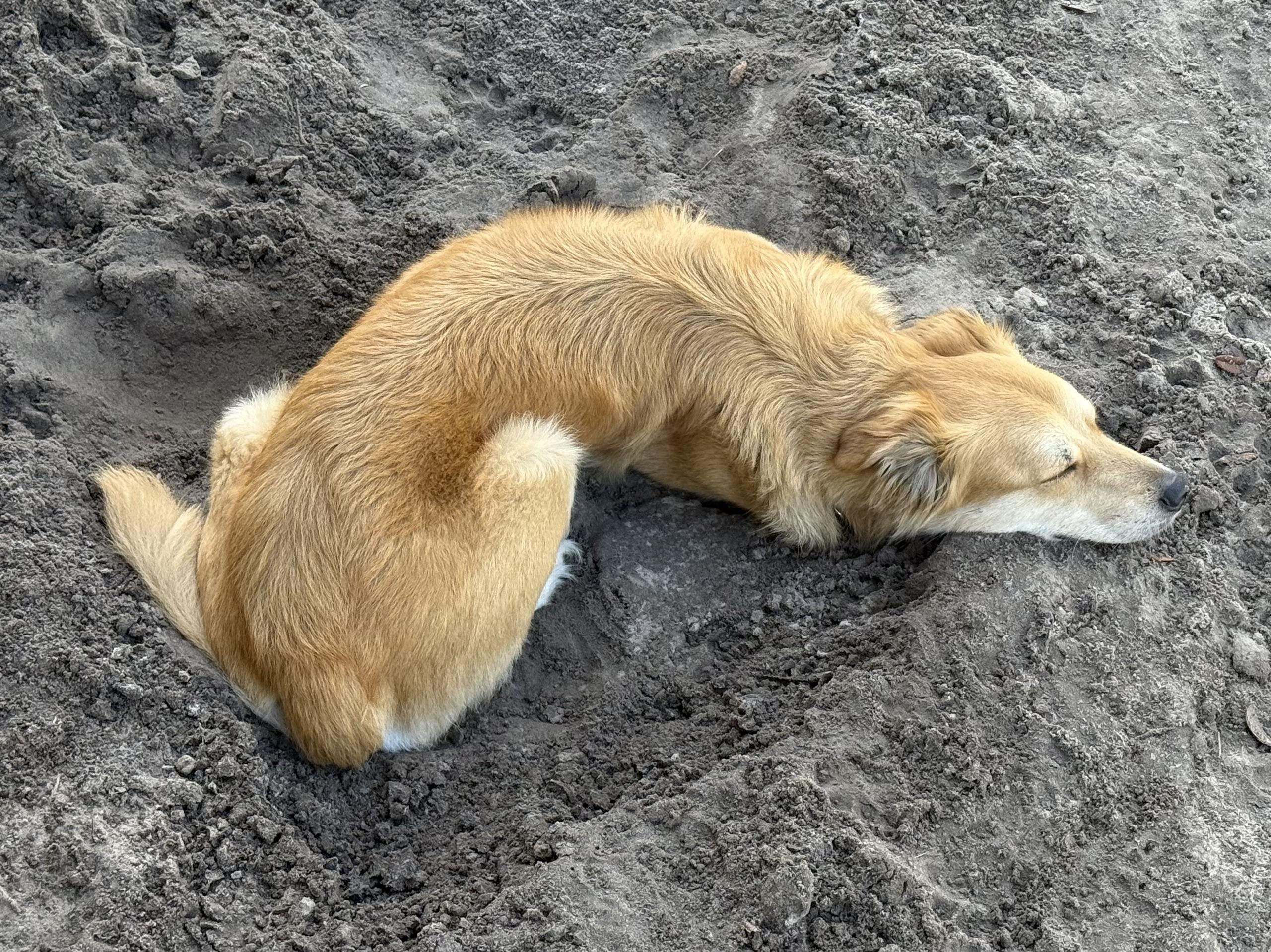 Leti, a Adoptable mixed breed in New Port Richey, FL image 4/4
