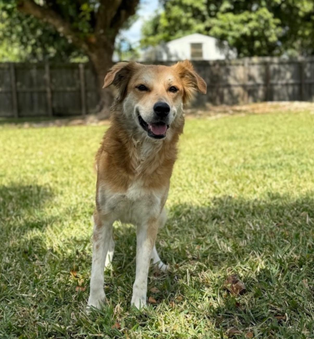 Leti, Adoptable, Adult Female Golden Retriever & Border Collie.