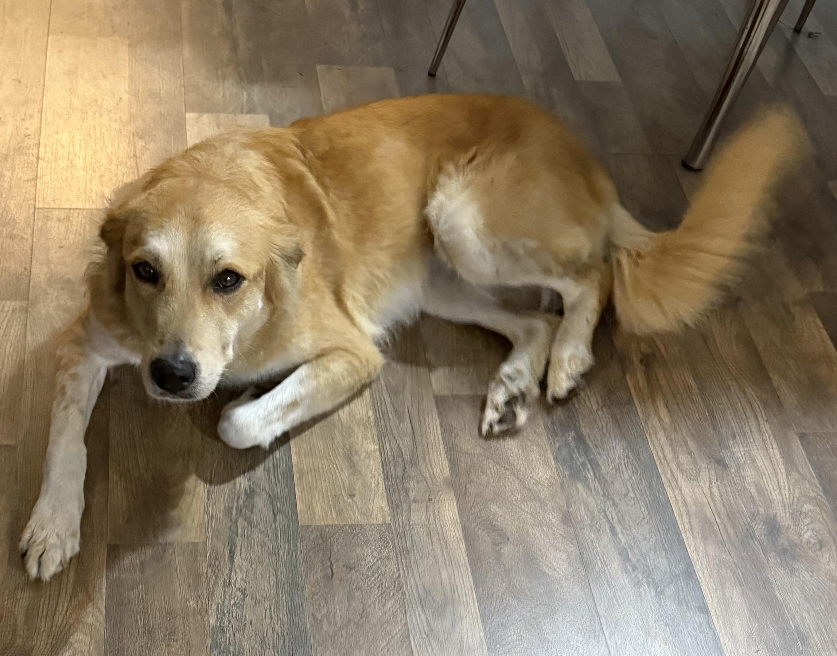 Leti, a Adoptable mixed breed in New Port Richey, FL image 3/4