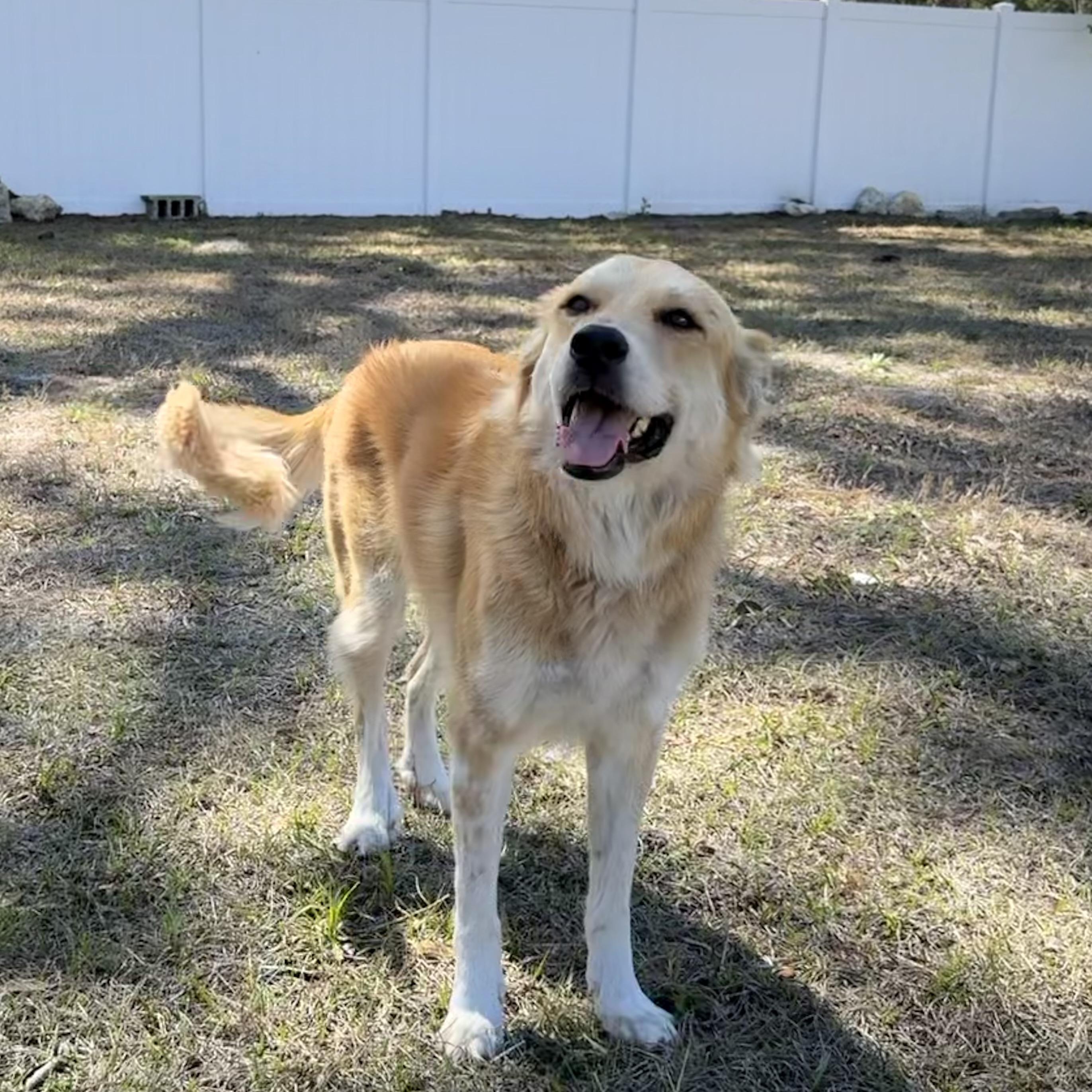 Enlarge Leti, an adopted mixed breed in New Port Richey, FL image 4/6
