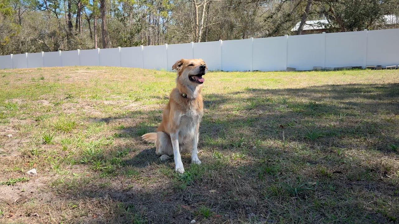 Enlarge Leti, an adopted mixed breed in New Port Richey, FL video 3/6