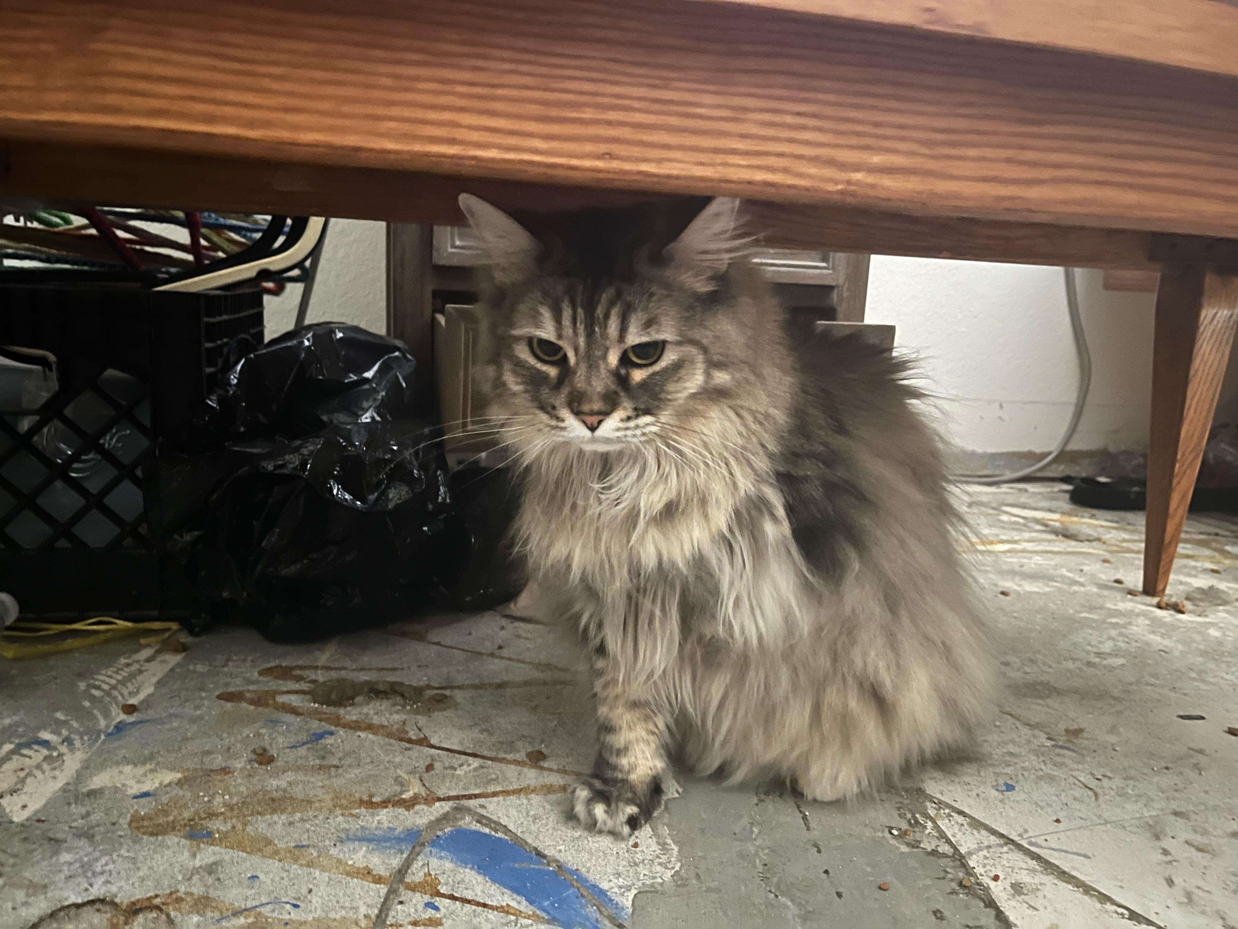 MIRA, Adult Female unknown