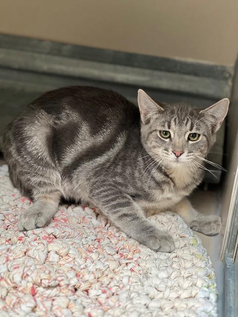 61467704, adopted, Young Female Domestic Short Hair.