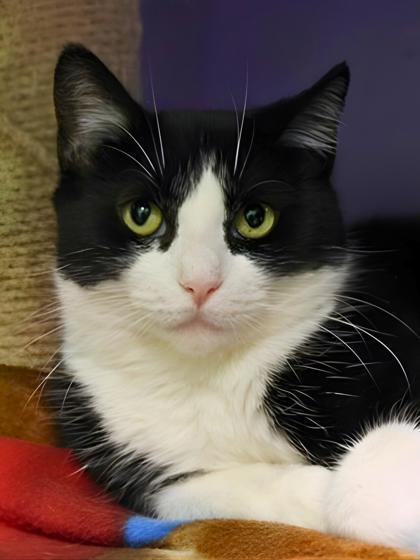 Rosie, Adoptable, Adult Female Domestic Short Hair & Domestic Short Hair.