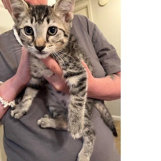 Bo, Adoptable, Young Male Domestic Short Hair.