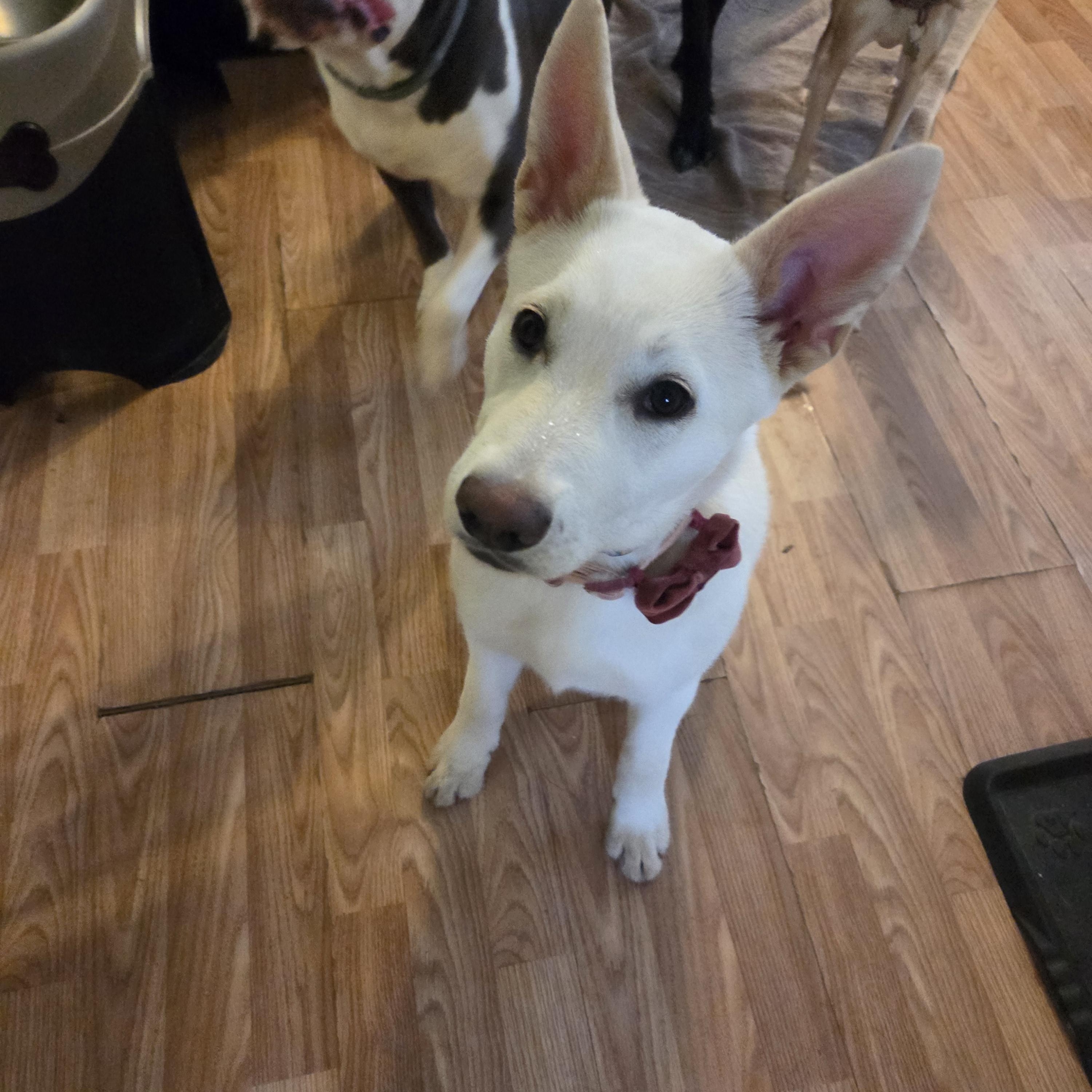 Enlarge COOL WHIP, an adopted mixed breed in Windsor Locks, CT image 2/6