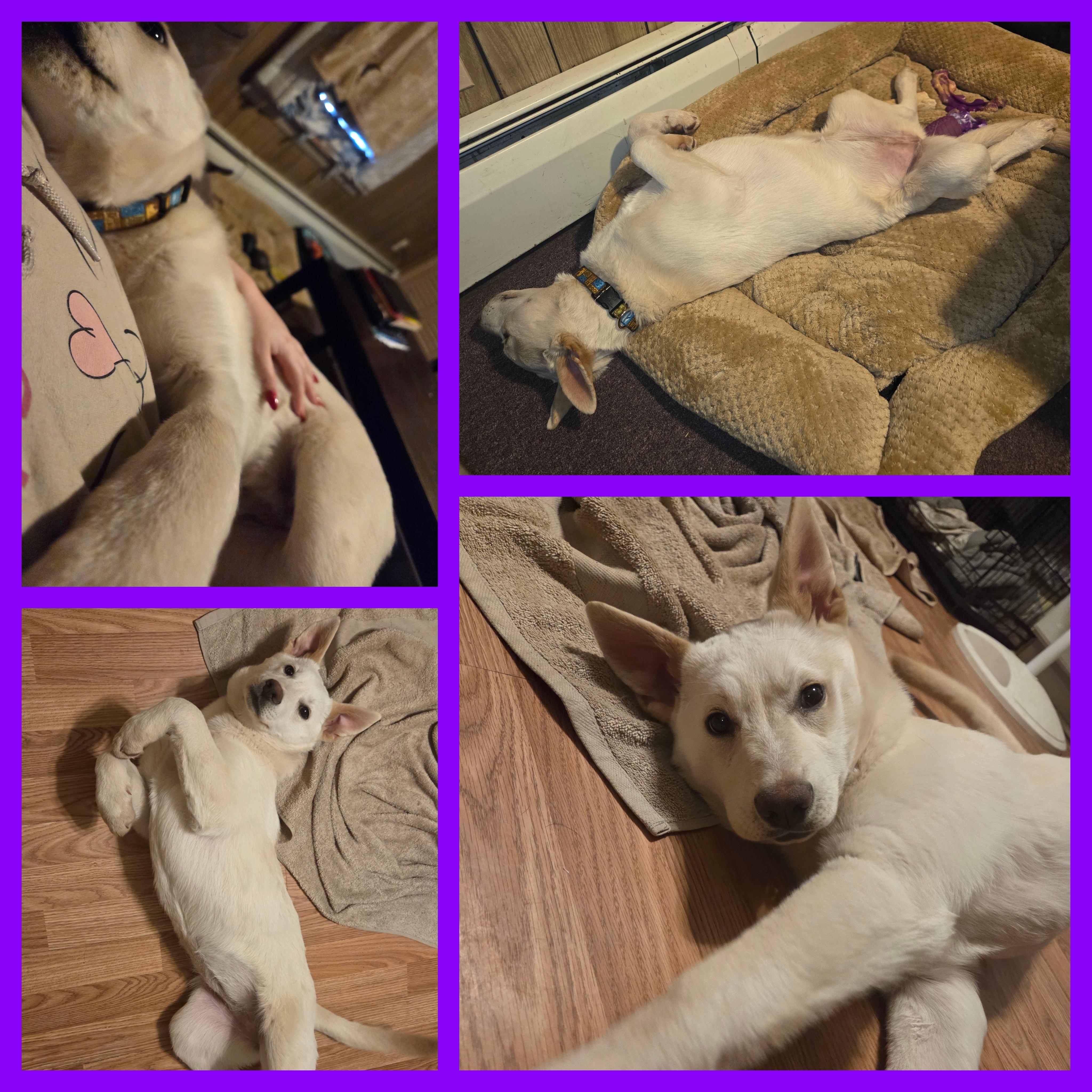 Enlarge COOL WHIP, an adopted mixed breed in Windsor Locks, CT image 1/6