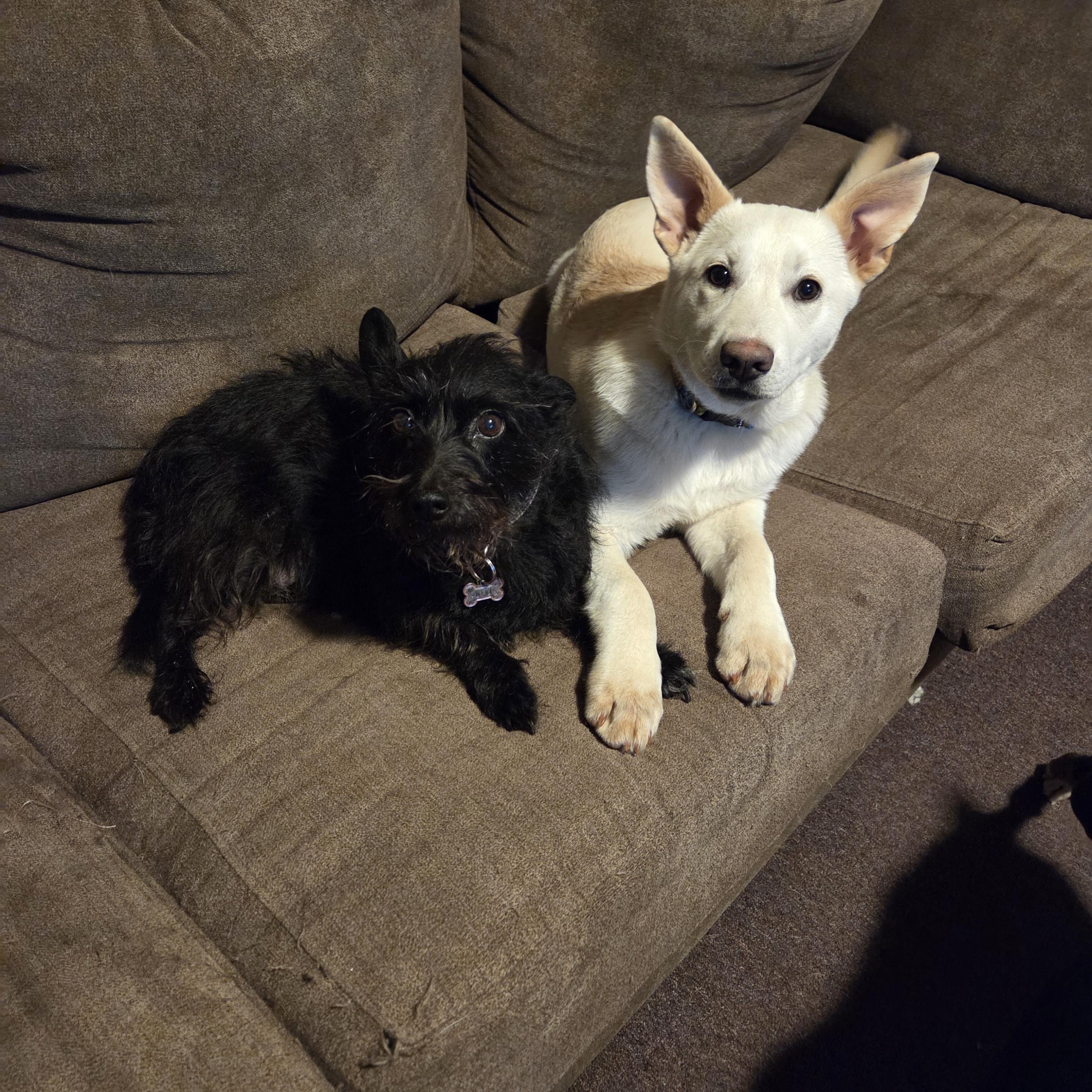 Enlarge COOL WHIP, an adopted mixed breed in Windsor Locks, CT image 5/6